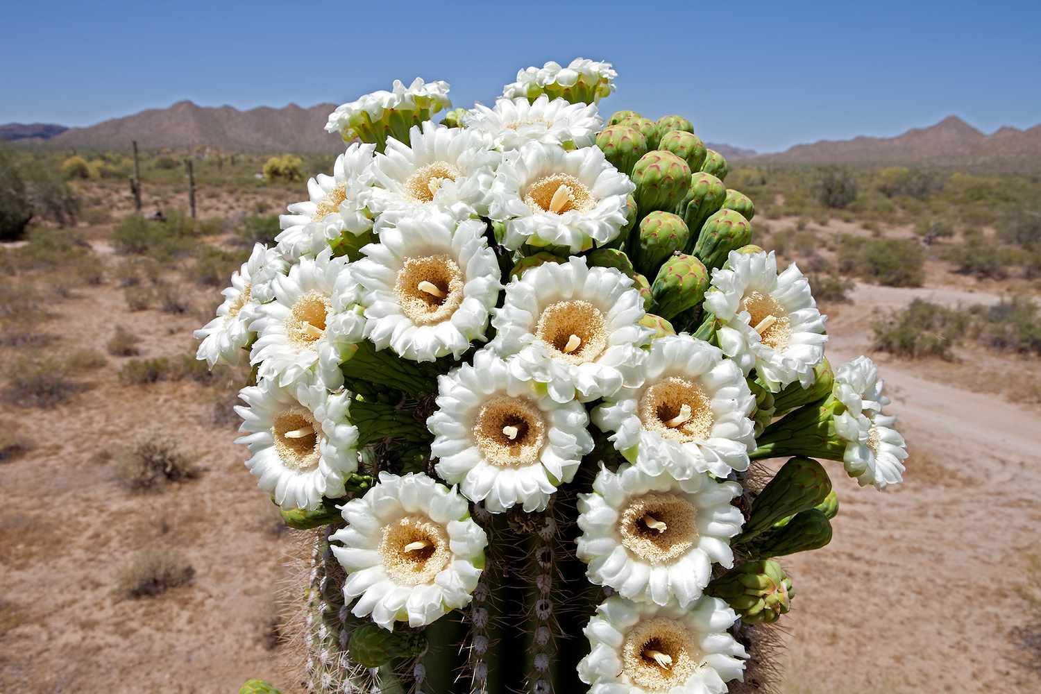 Arizona: Saguaro Cactus Blossom