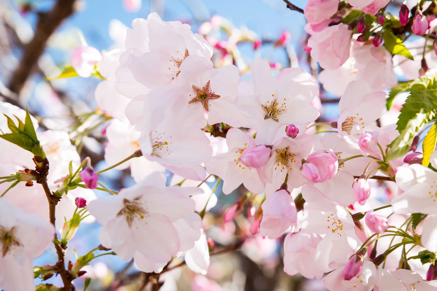 Apple blossom Flowers