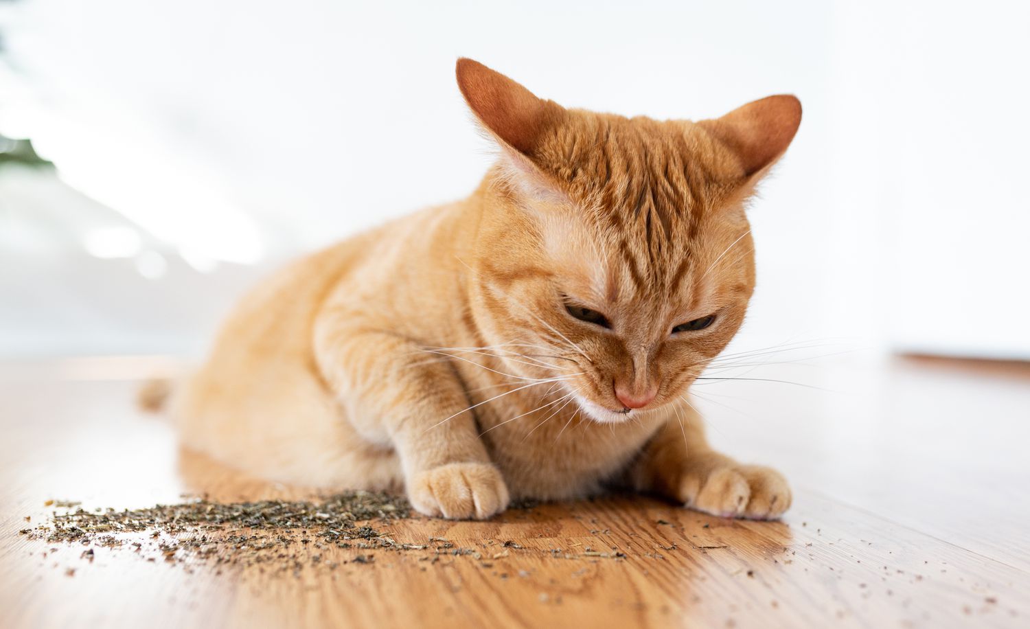 domestic cat enjoying catnip at home