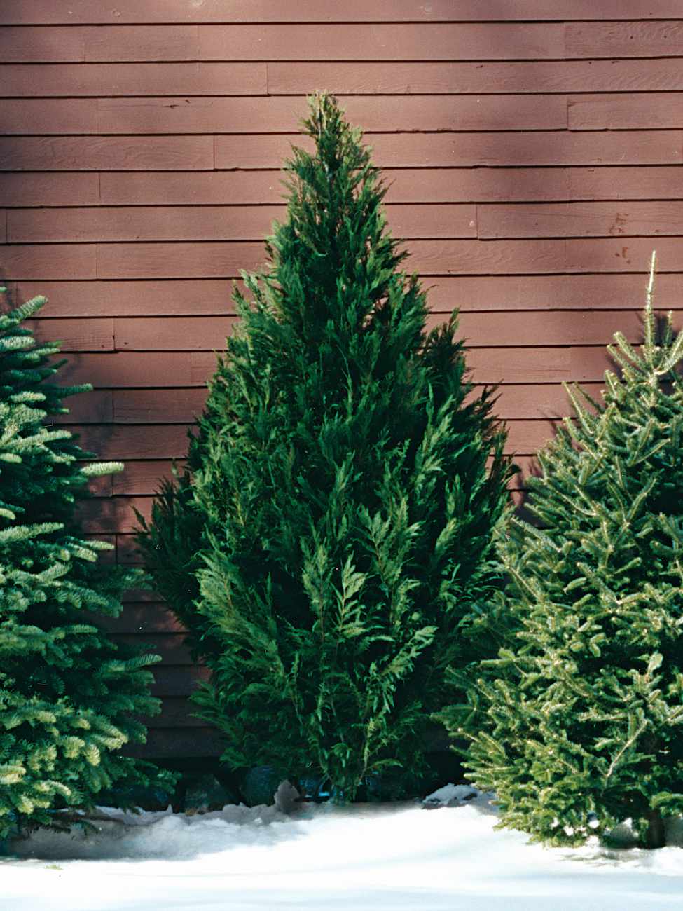 Leyland Cypress christmas tree