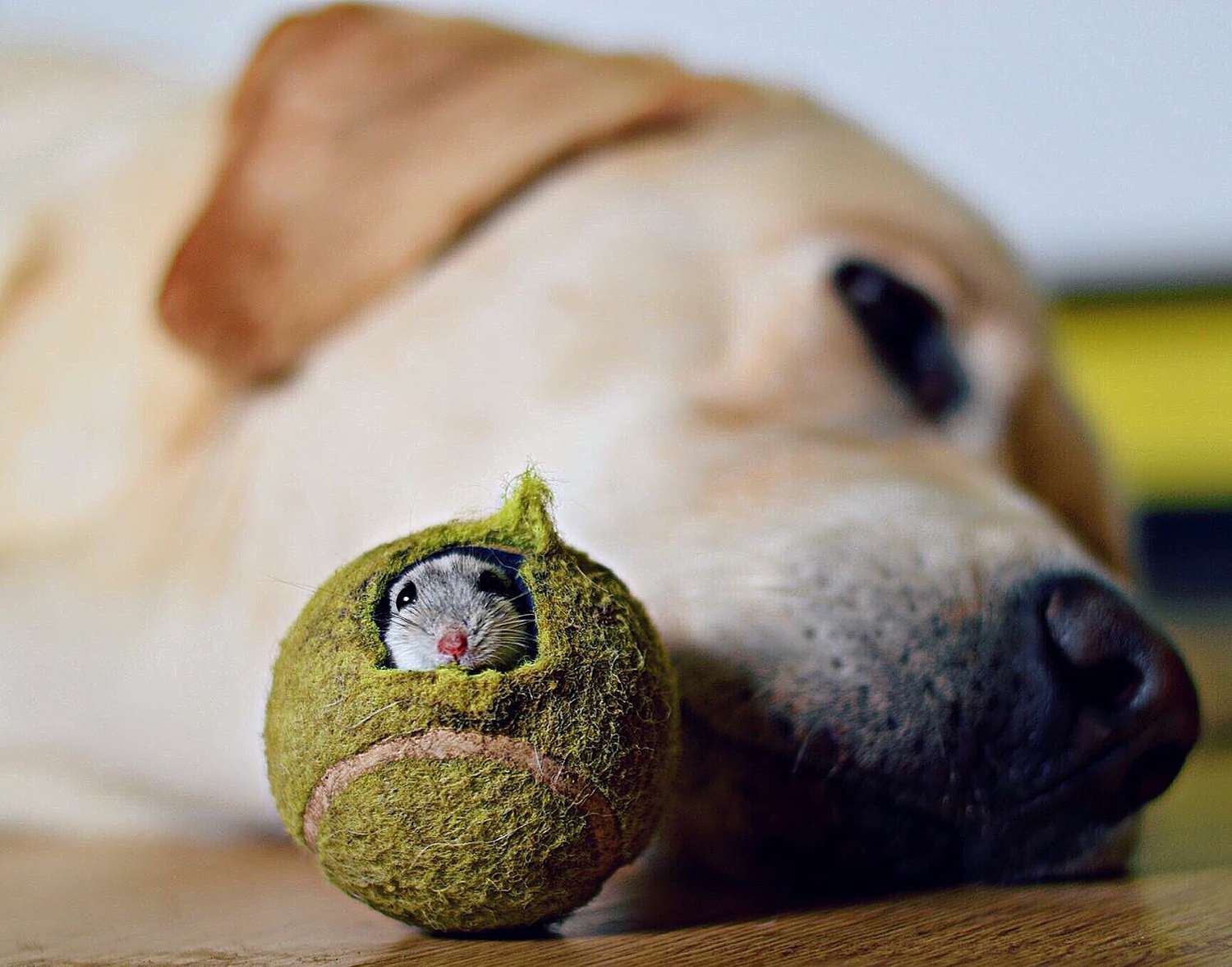 Mouse hiding in tennis ball next to dog laying on the floor