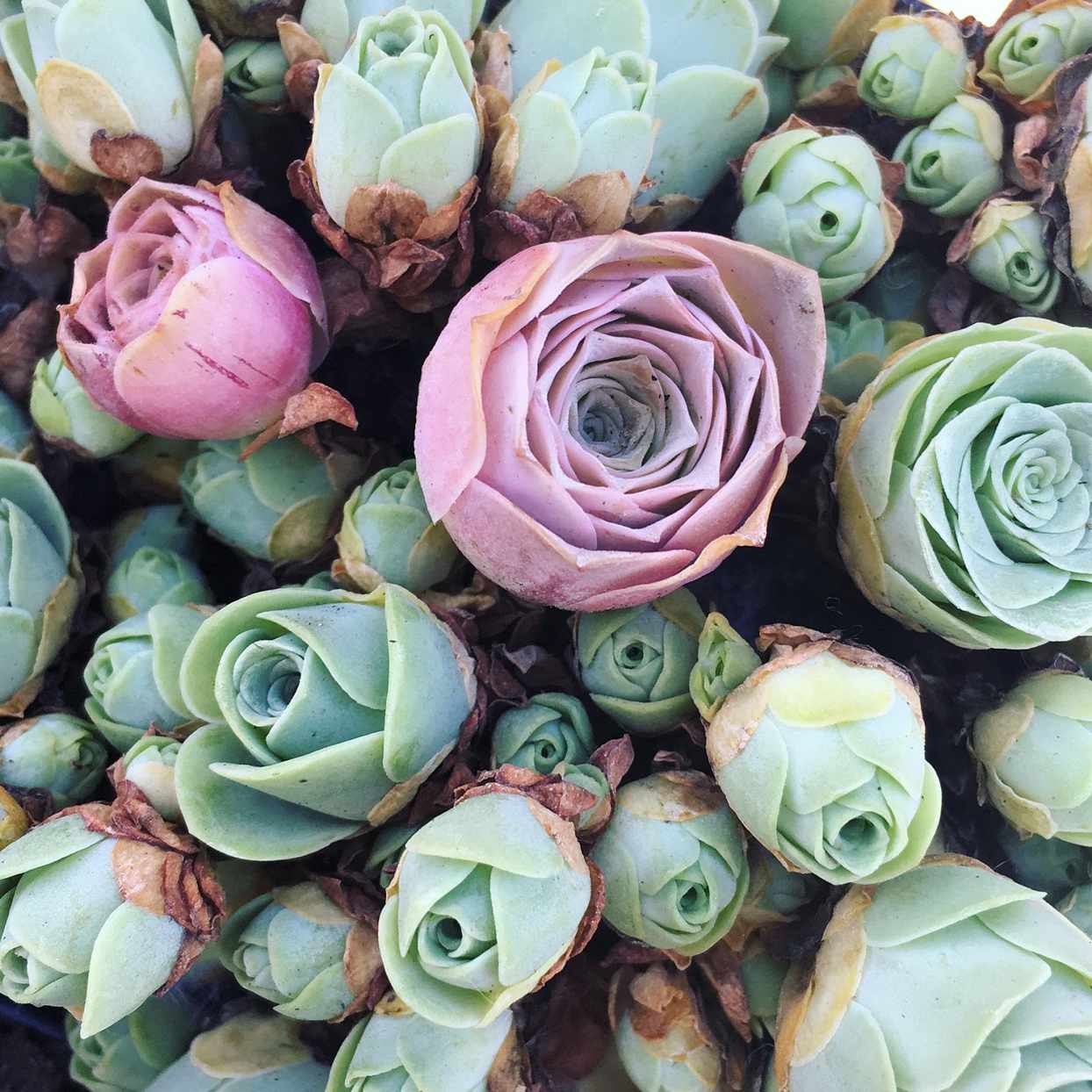 bed of pink and green rose succulents