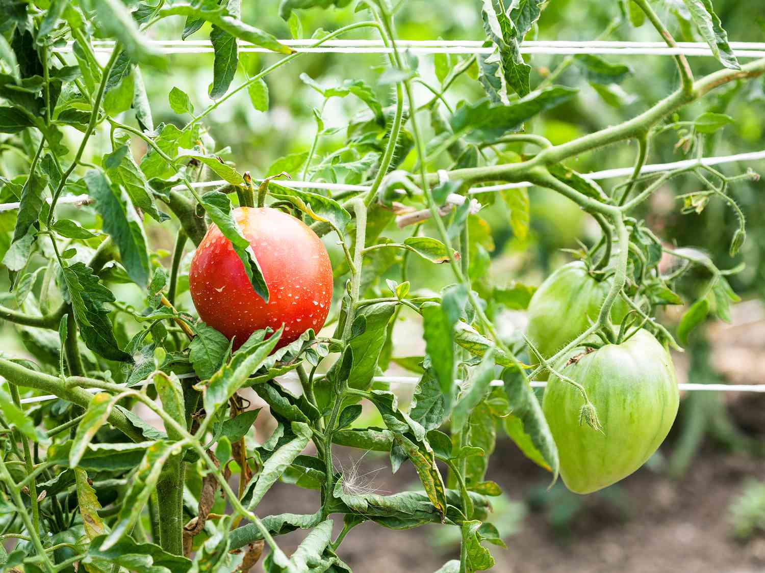 Enhance Your Gardening Experience: Learn About the Benefits of the Florida Weave System for Staking Tomatoes