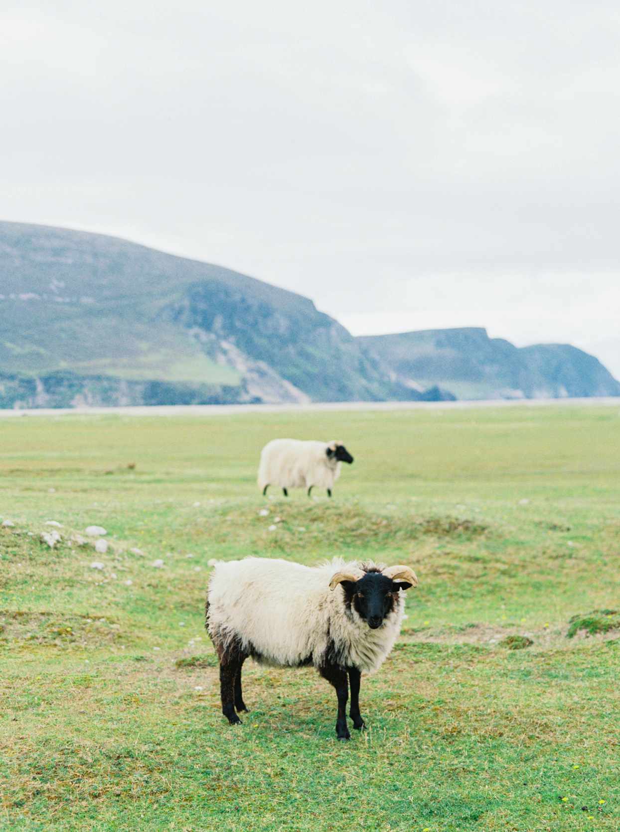 two sheep on grassy field in Ireland