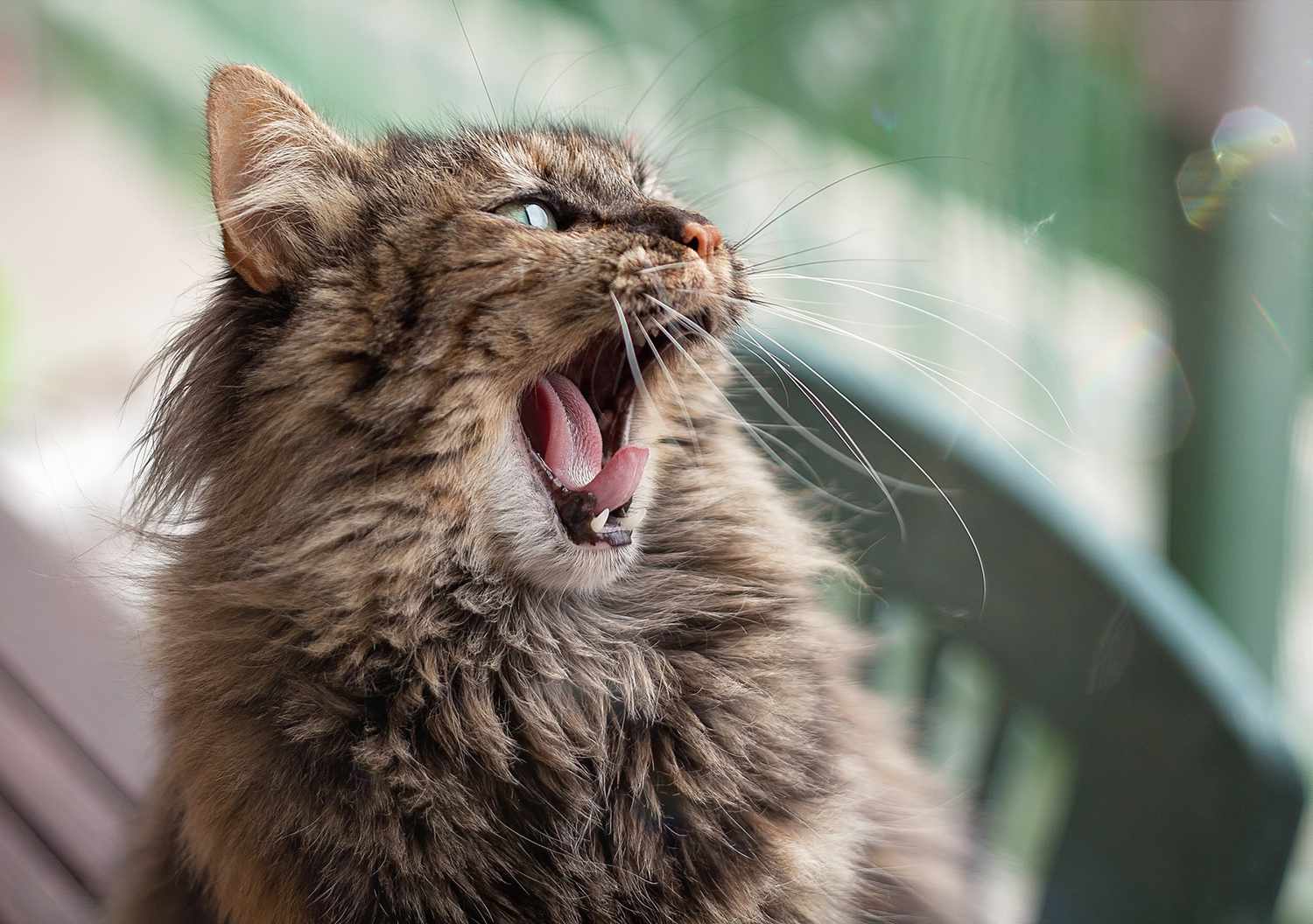 furry cat with open mouth
