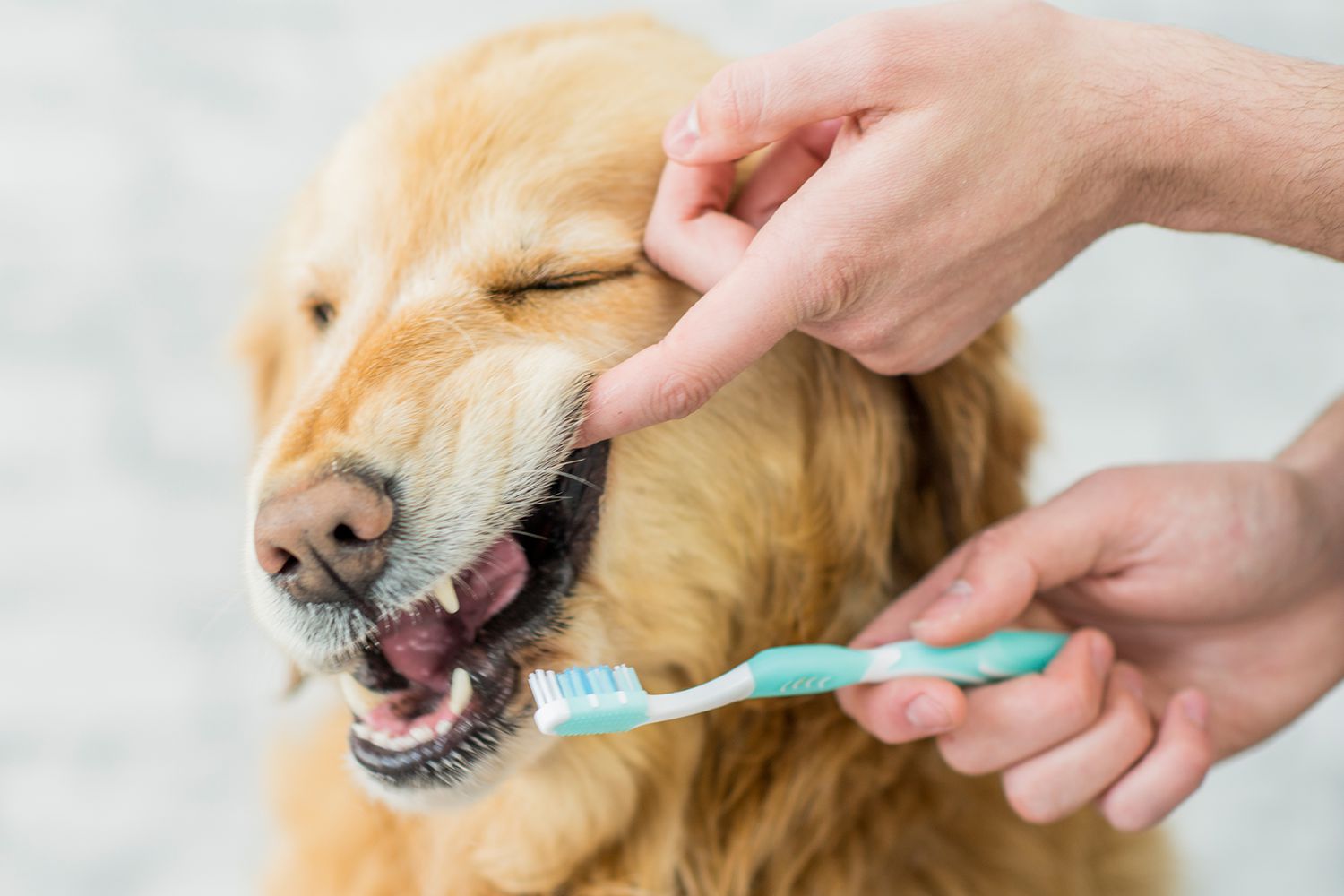 cleaning dog's teeth with toothbrush
