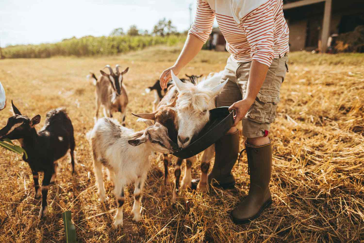 Backyard Livestock 101: A Guide to the Most Common Animals for Urban Farming  | Martha Stewart