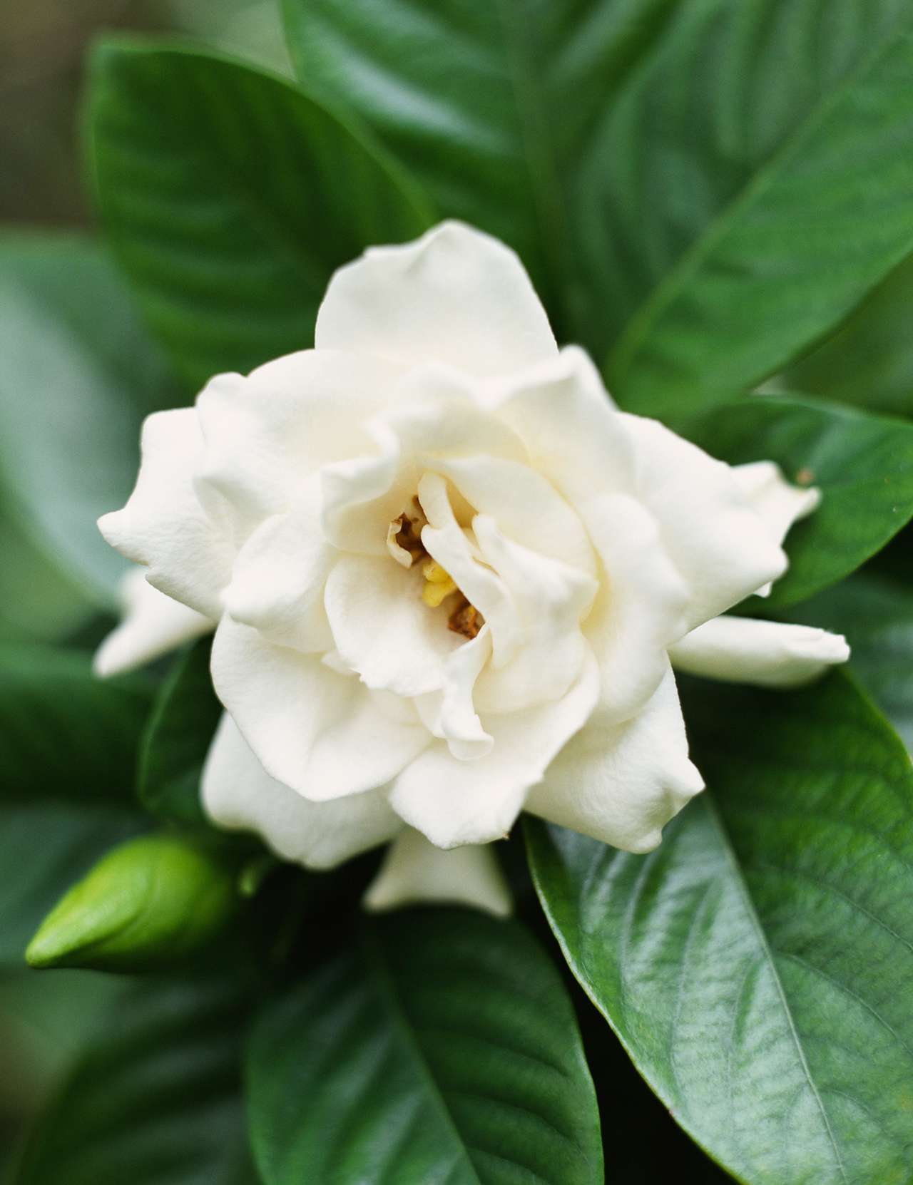 Gardenia milky-white flower