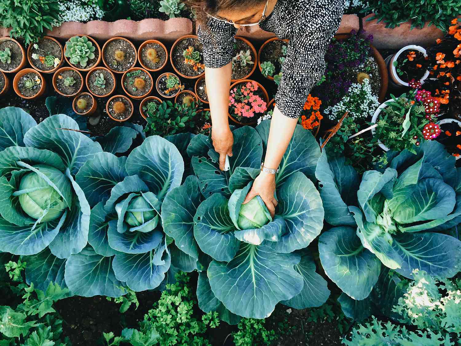 Why You Should Consider Transforming Part of Your Home Garden Into a Backyard Food Forest | Martha Stewart