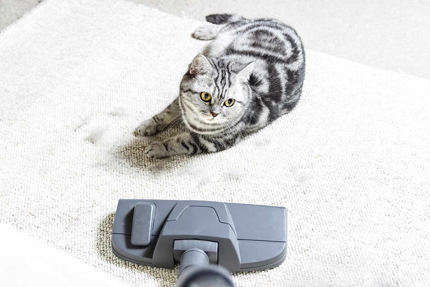 cat on carpet watching vacuum