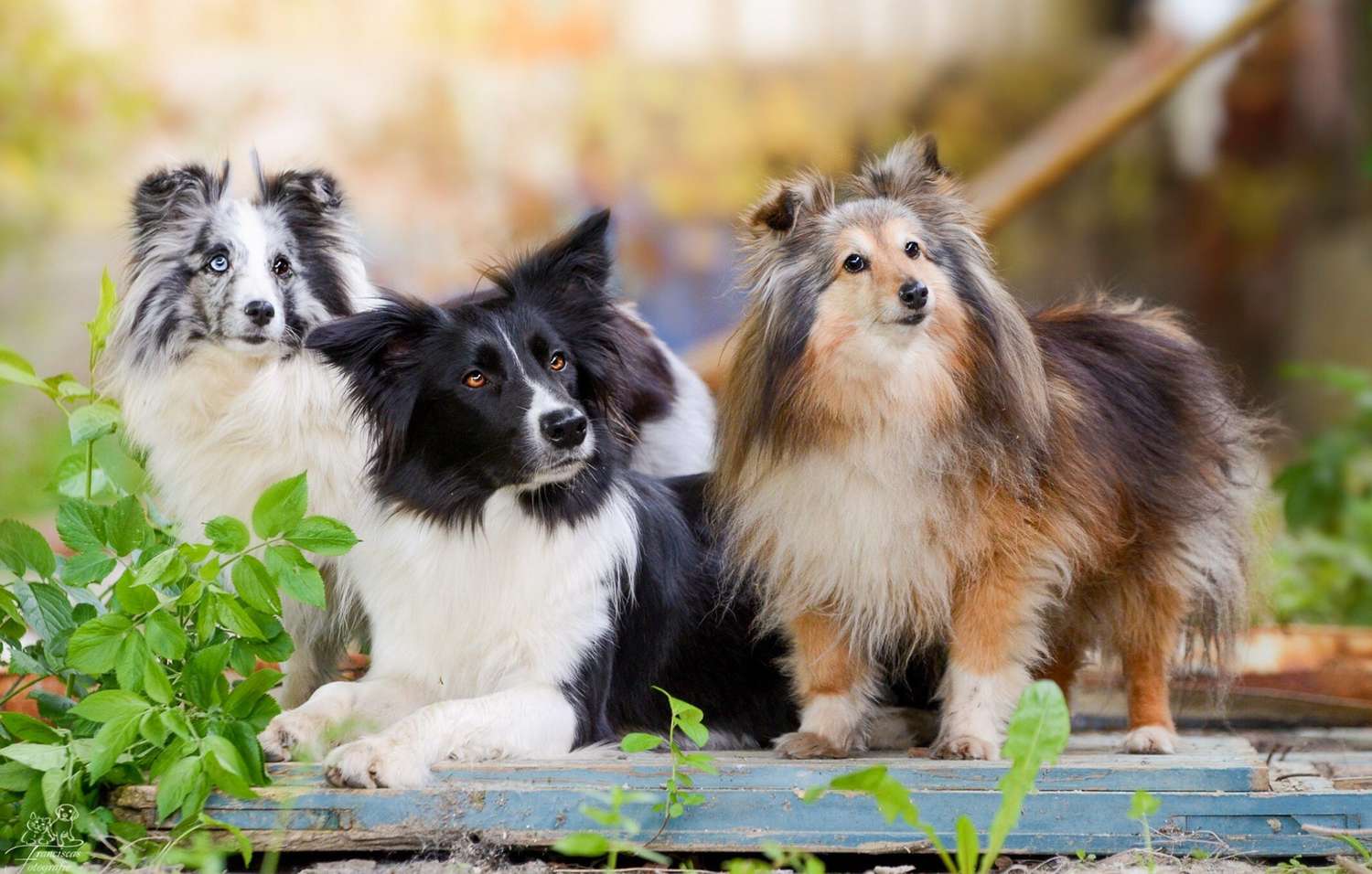 Three dogs in backyard at attention