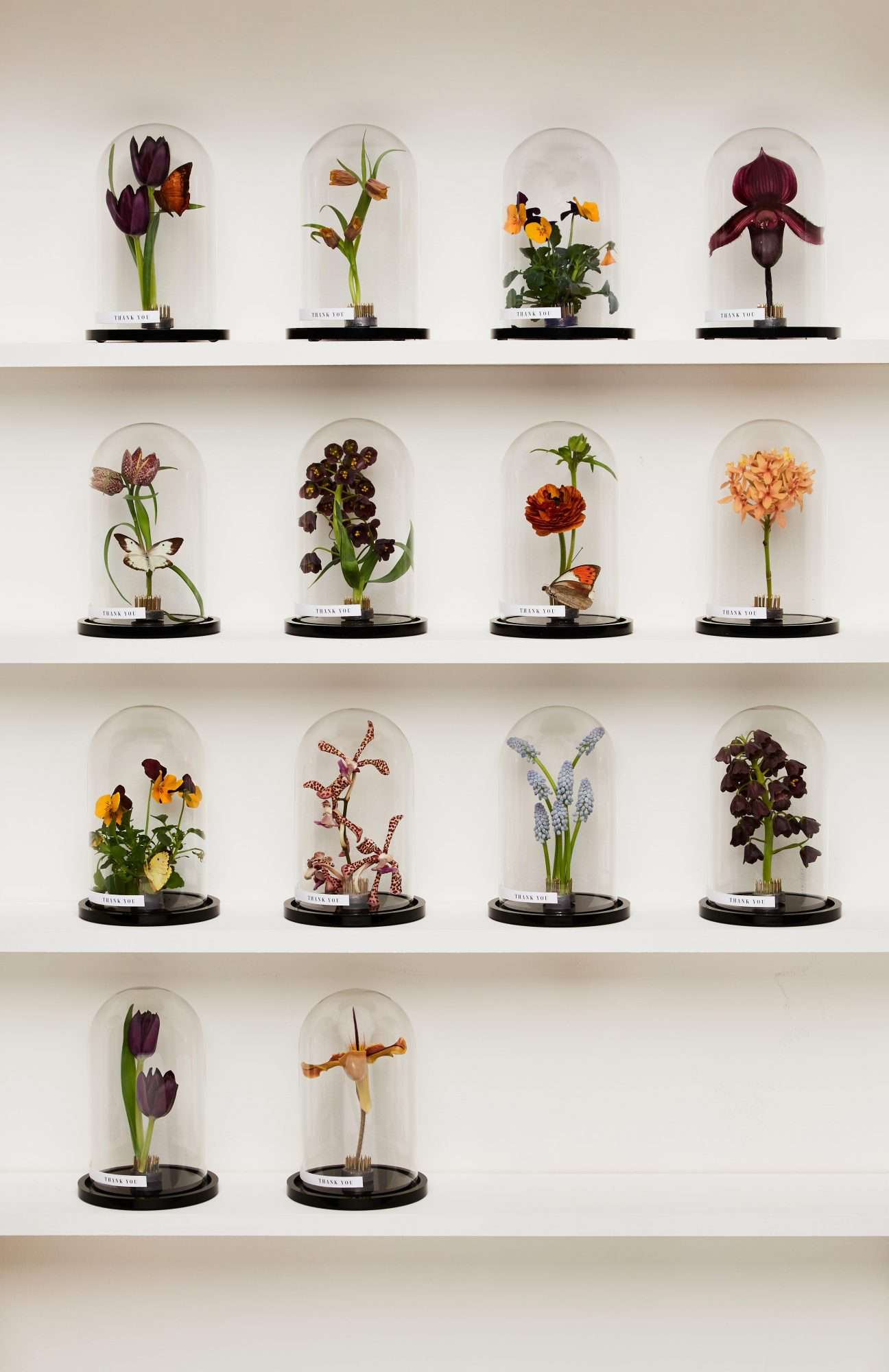 Flower specimens
