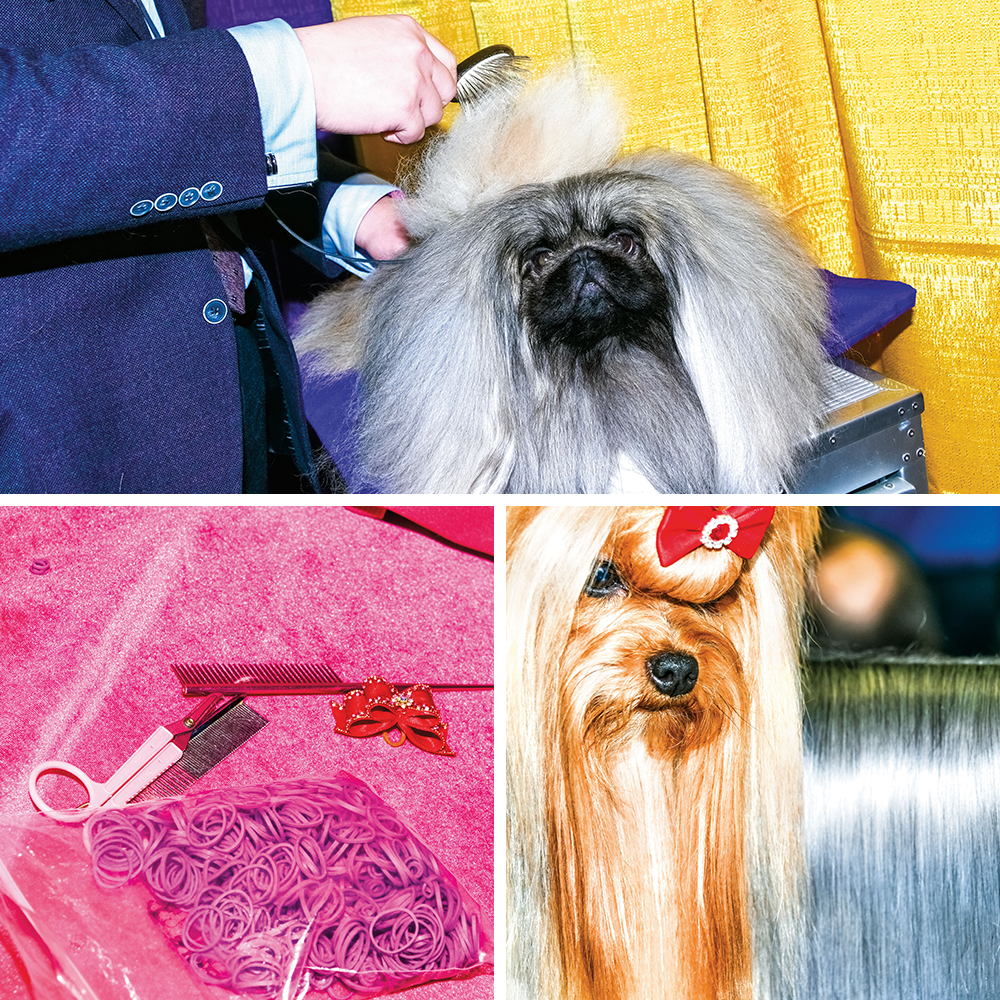 collage of photography at the Westminster Dog Show