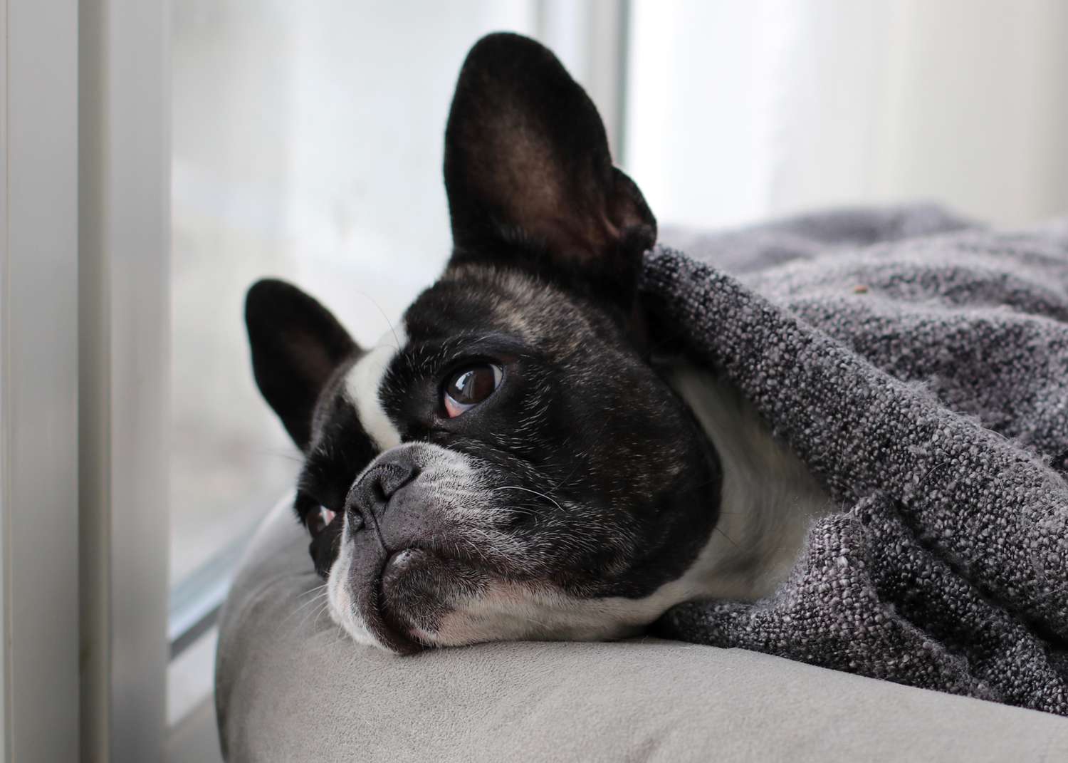 french bulldog wrapped up in gray blanket