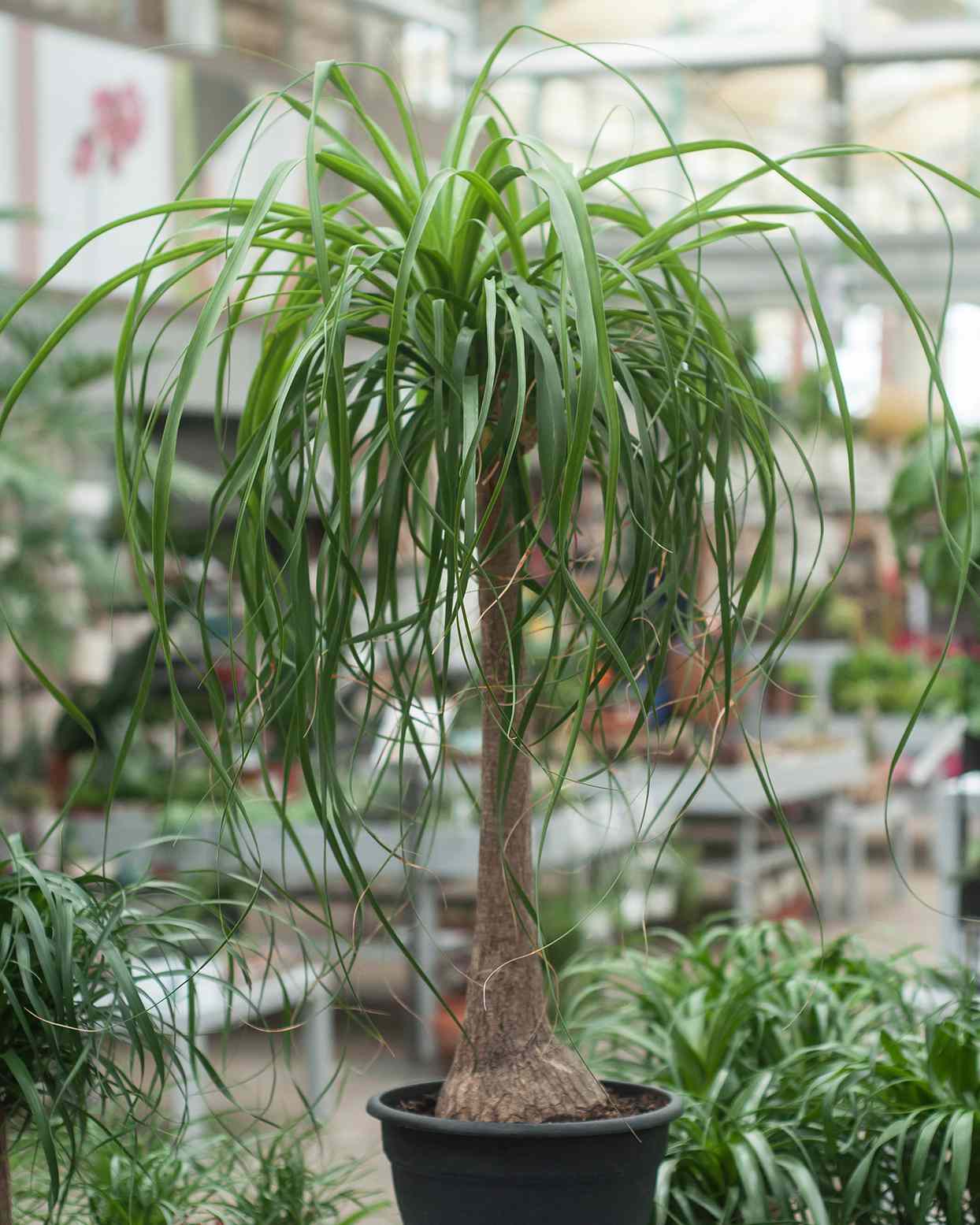 Ponytail Palm among other plants