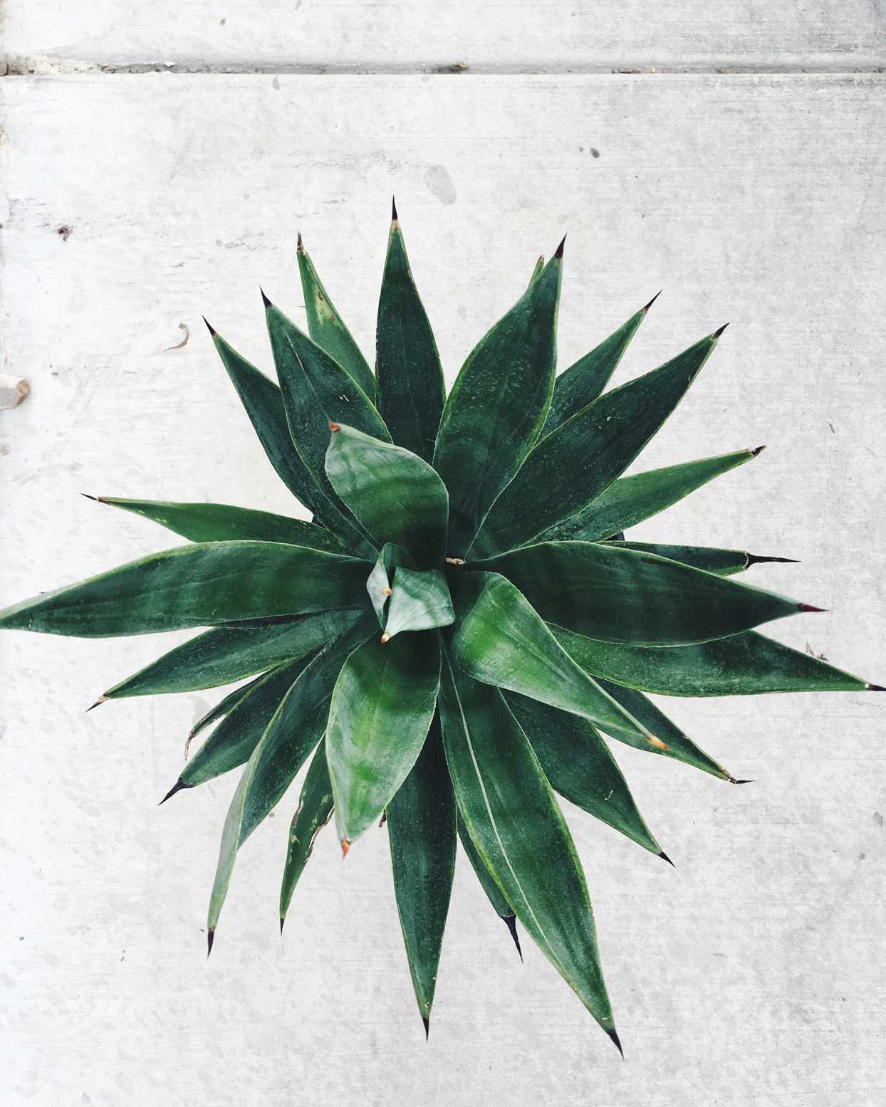 Century Plant (Agave americana)