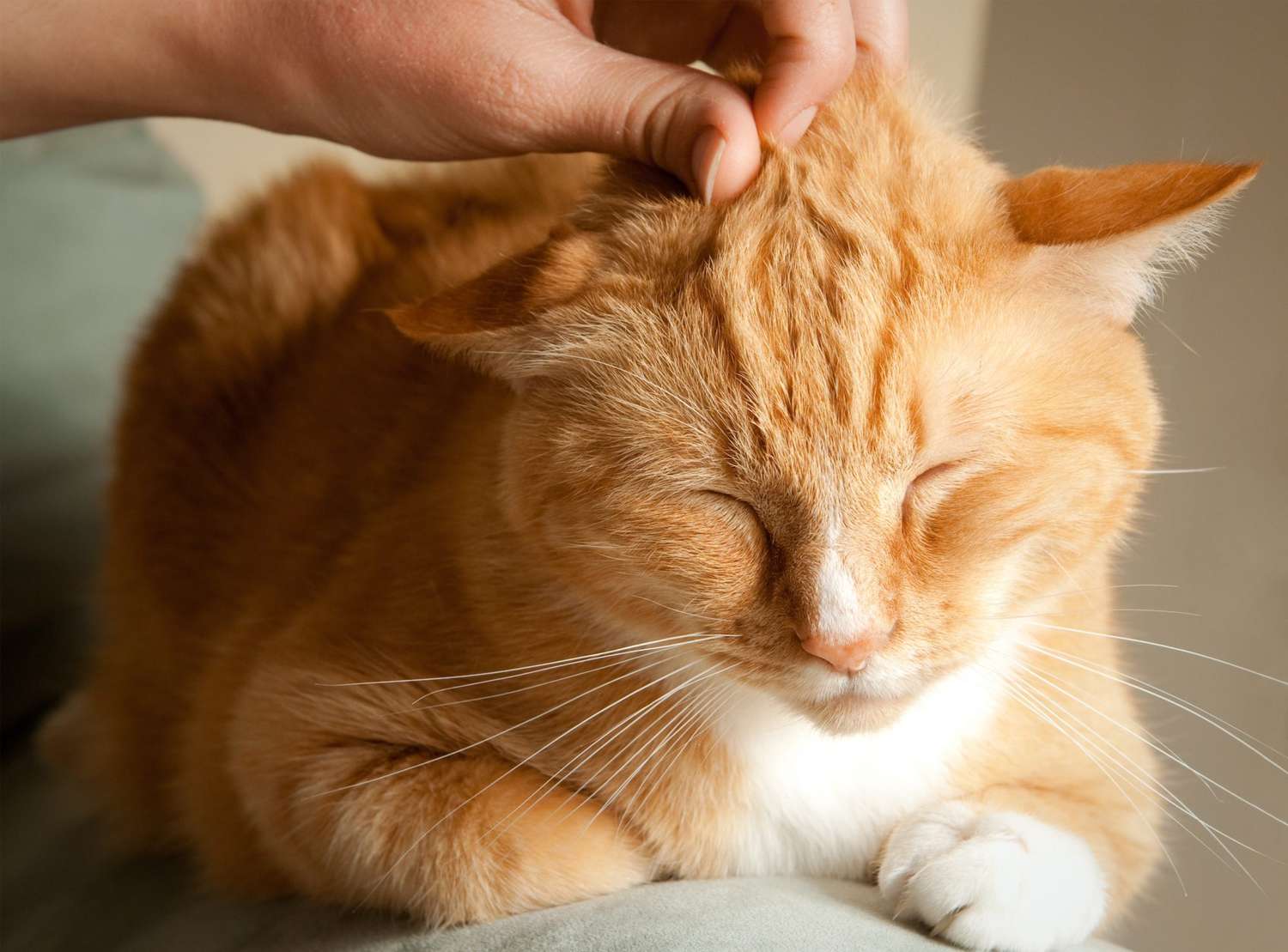 petting a ginger cat