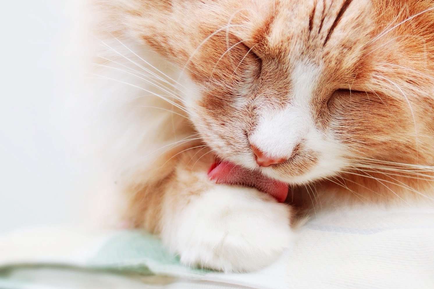 orange cat licking its paw