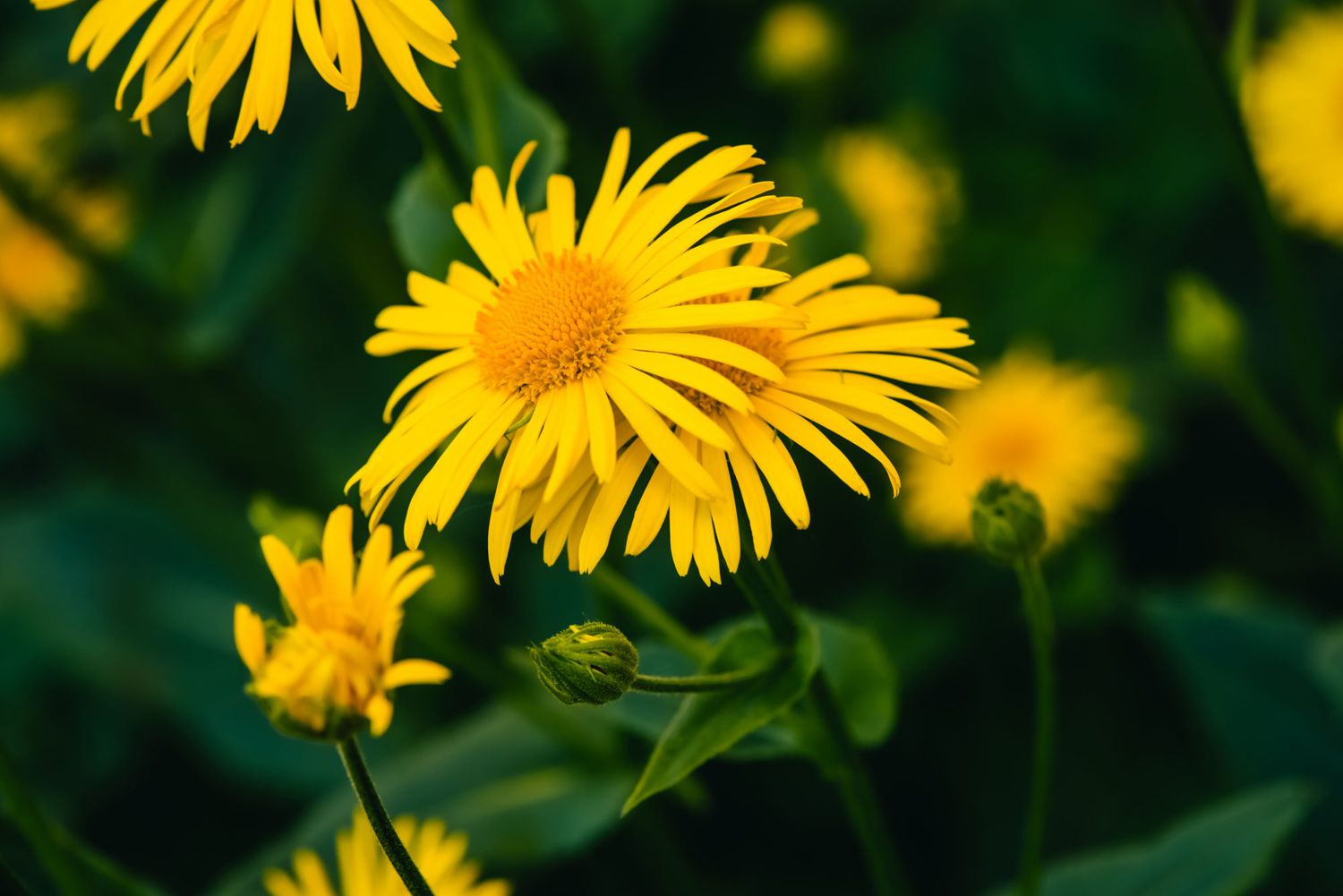 Two beautiful arnica grow in contact close up. Bright yellow fresh flowers with orange center on green background with copy space. Medicinal plants.