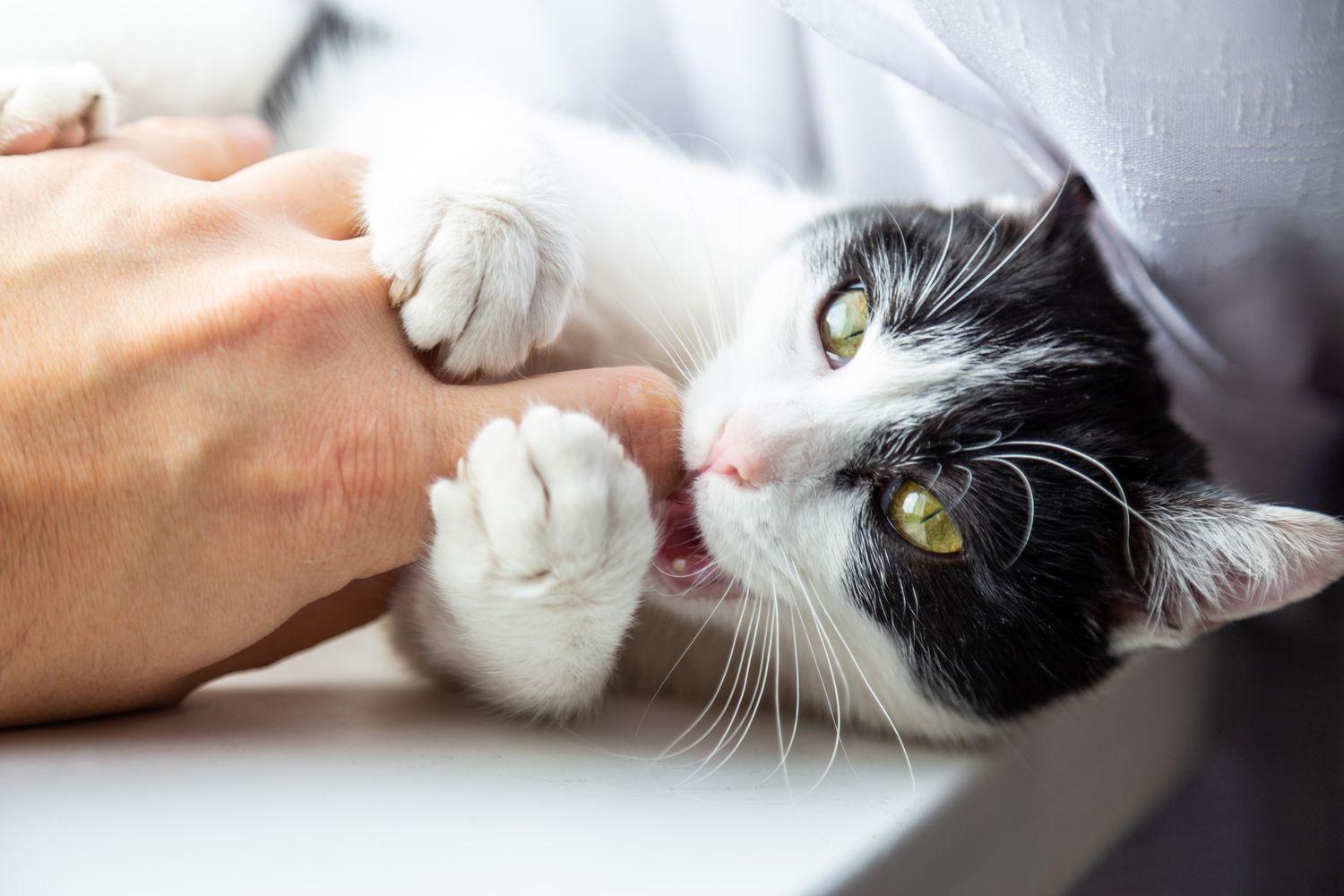 black and white cat biting finger
