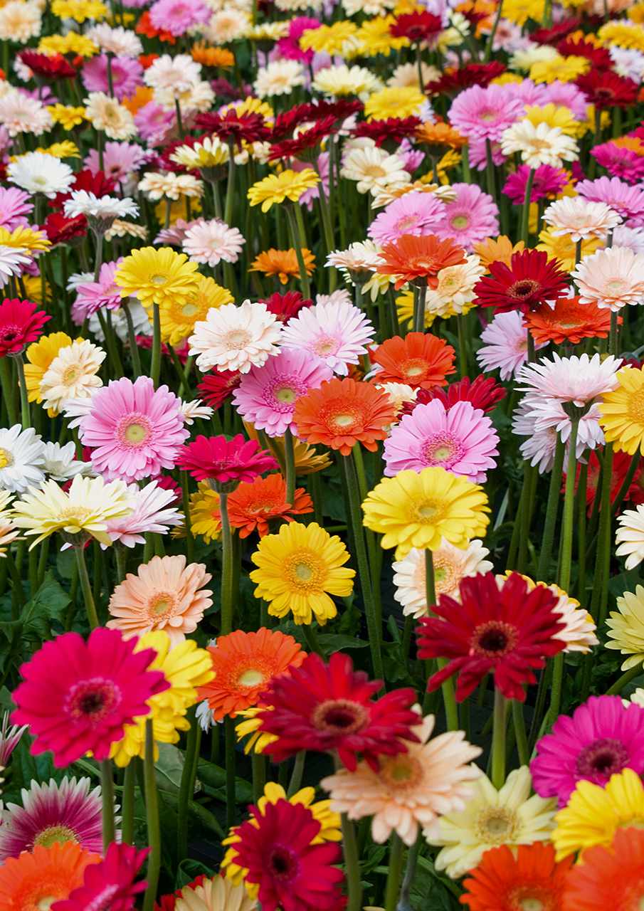 Daisies images of 25 Colorful