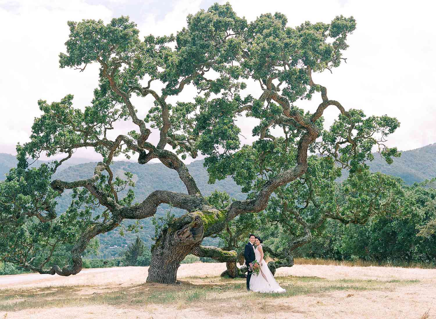 stephanie calvin wedding tree couple