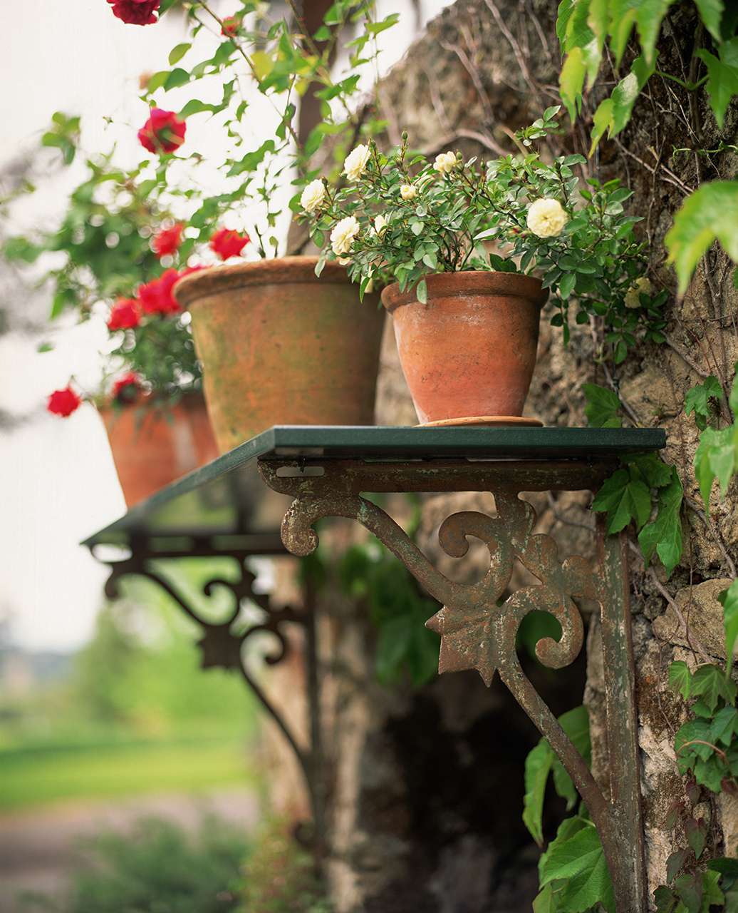 potted roses outdoor shelf