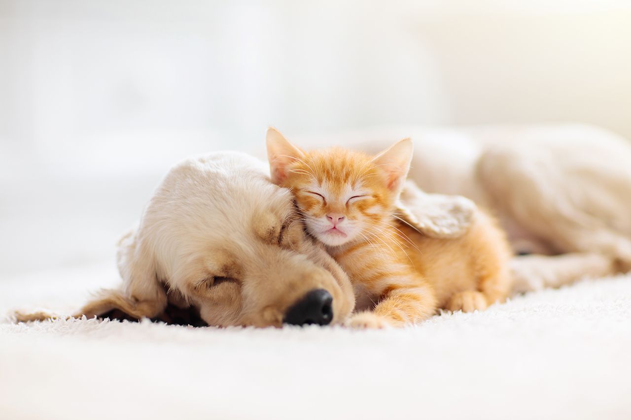 sleeping kitty and dog