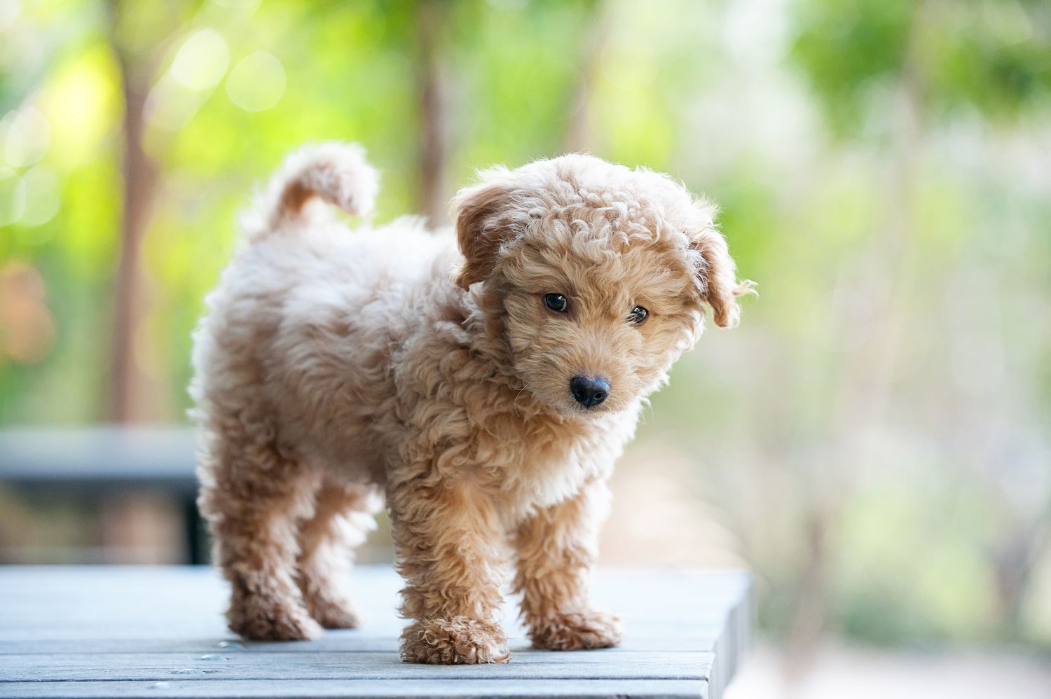 Dog Breeds That Look Like Puppies at Any Age | Martha Stewart