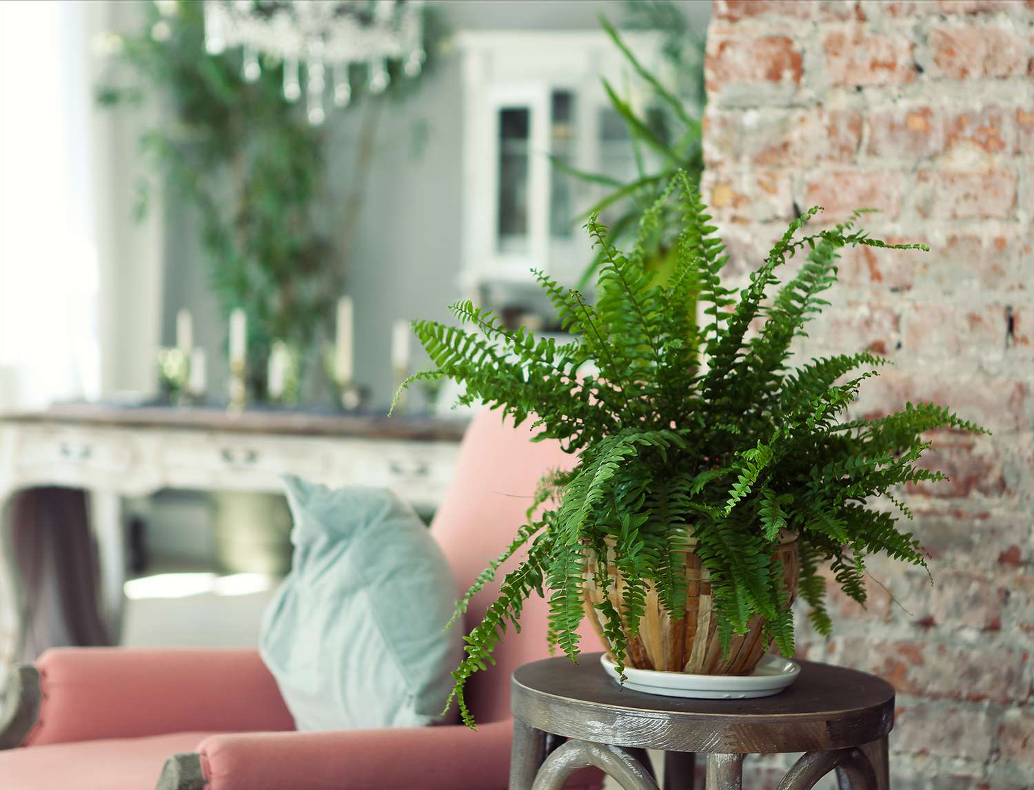 house fern sitting on end table in living room