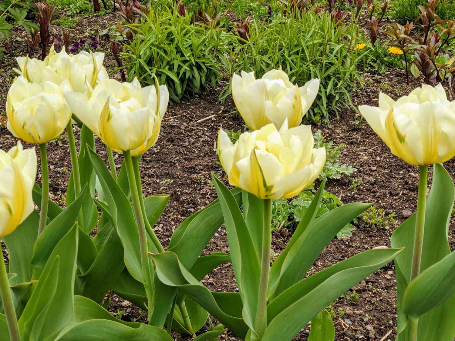 yellow tulips on Martha's farm