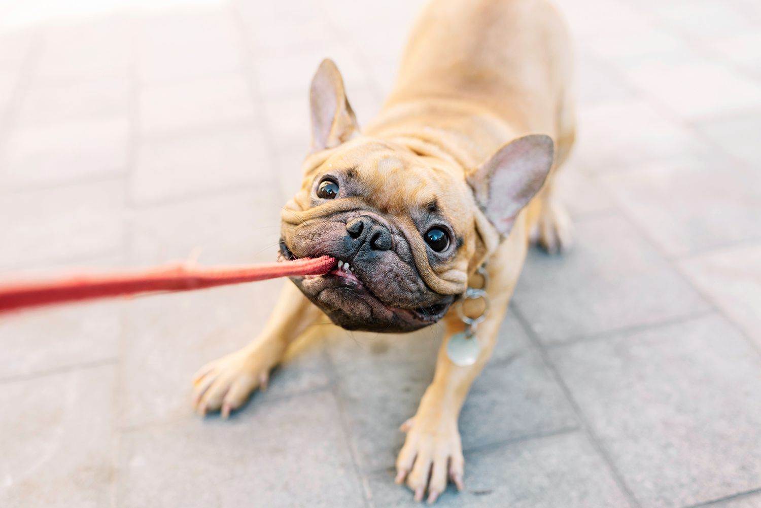 French bulldog biting and pulling lead
