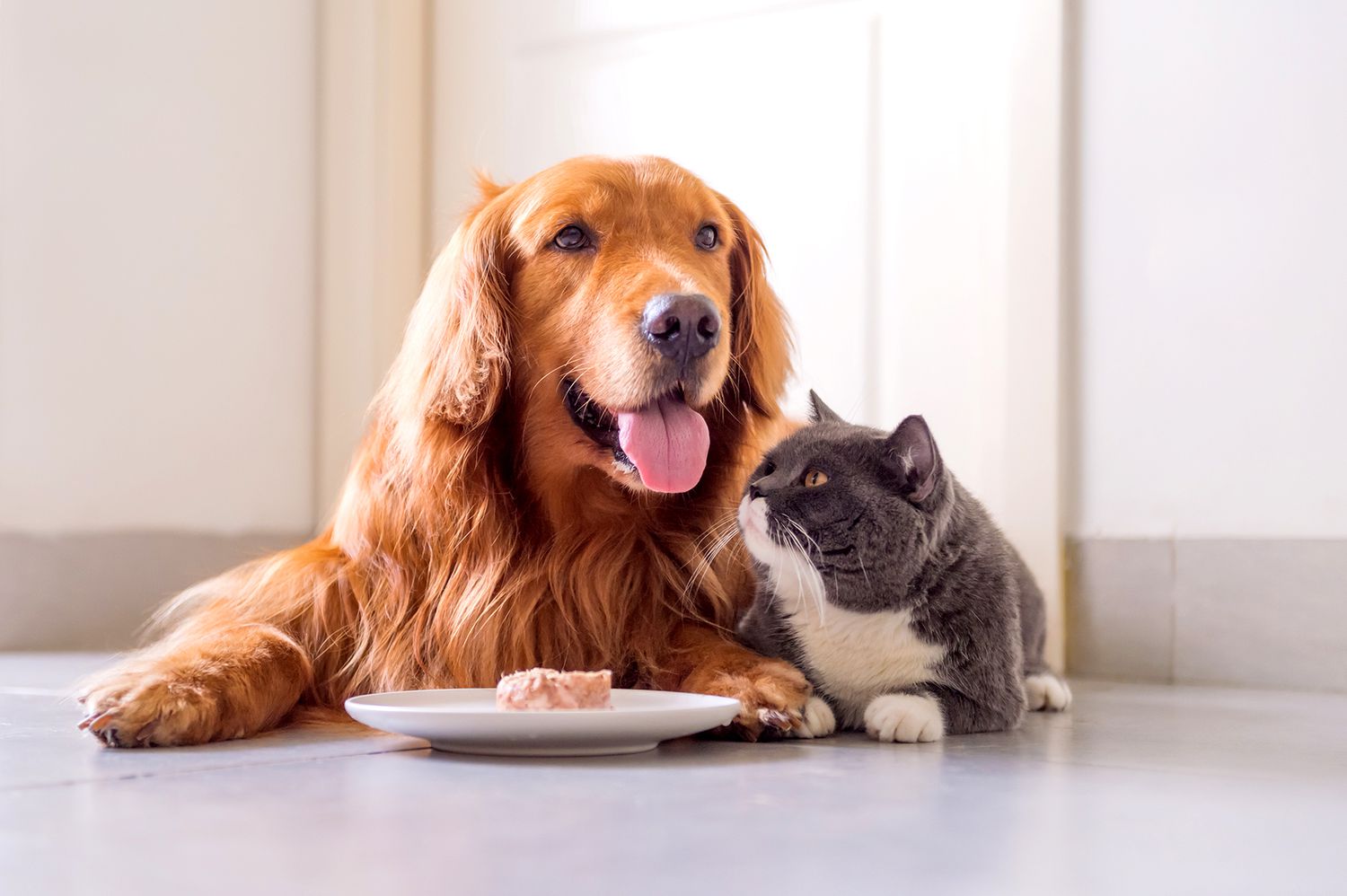 Dog and cat sitting together in front of food