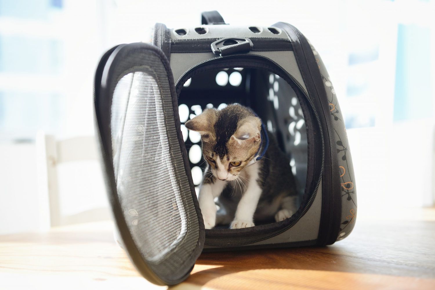 kitten in a pet carrier