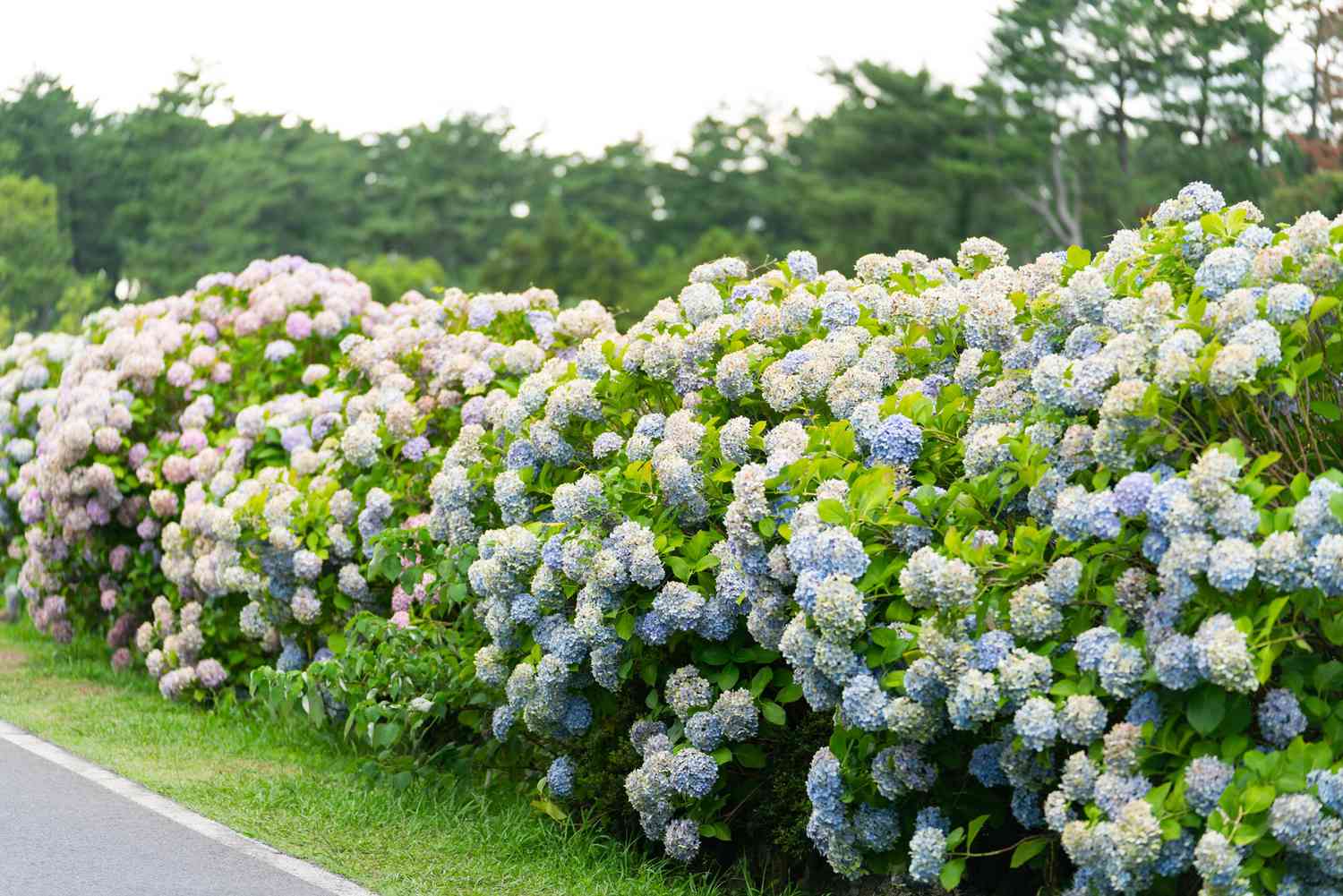 blue and purple hydrangea bushes