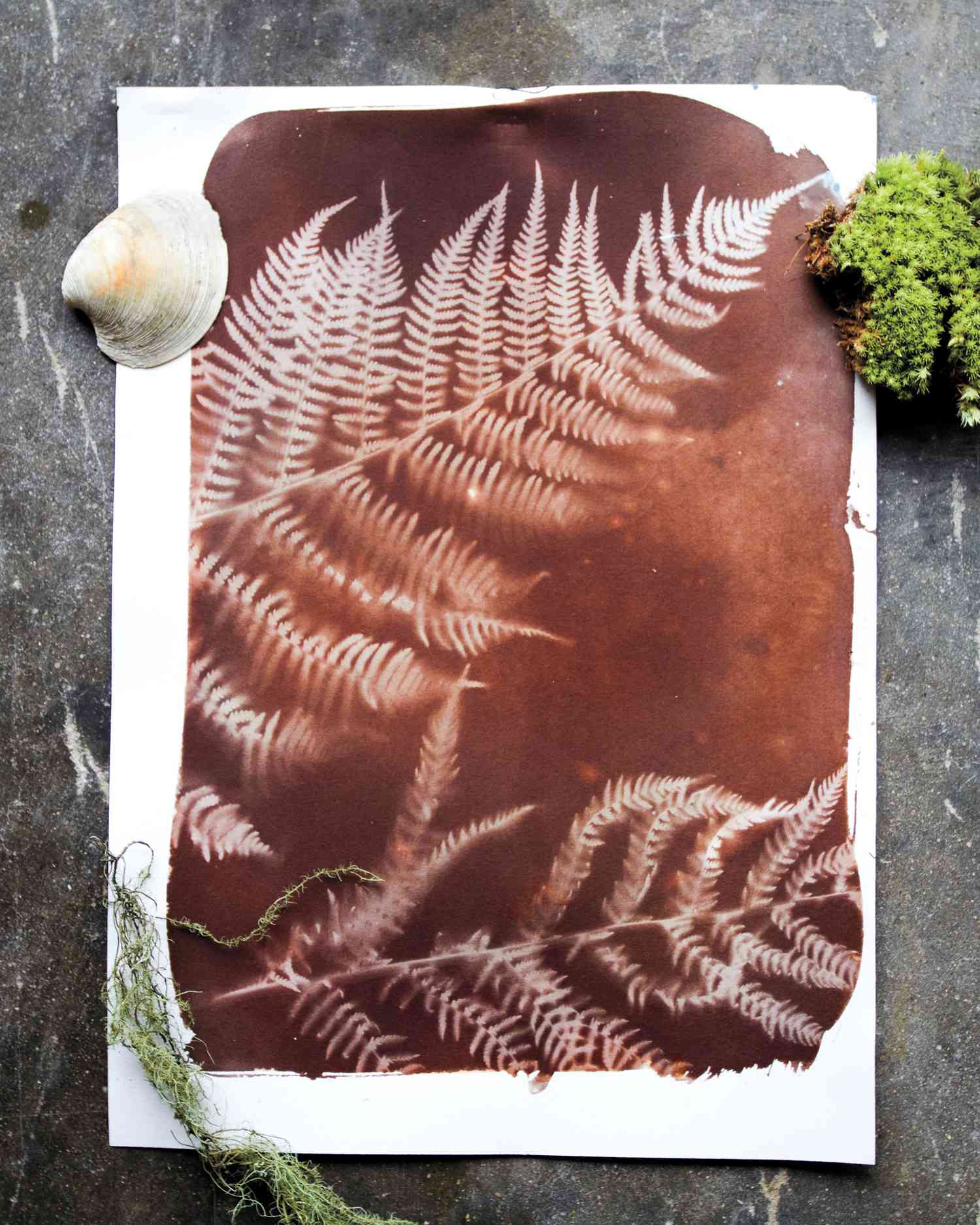 sun print of a fern