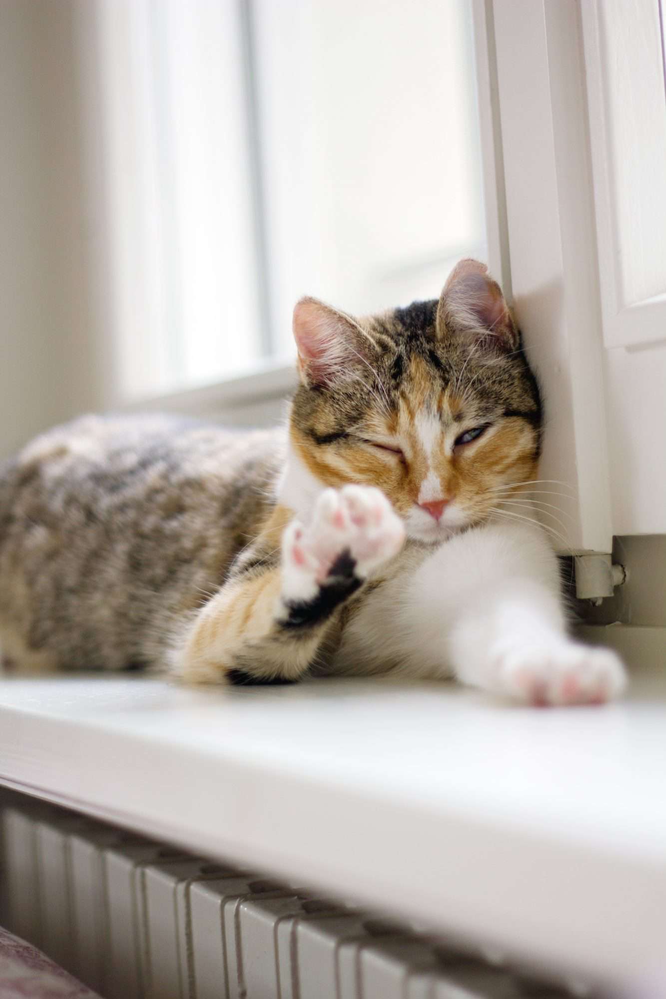 Cat blinking and lying on windowsill