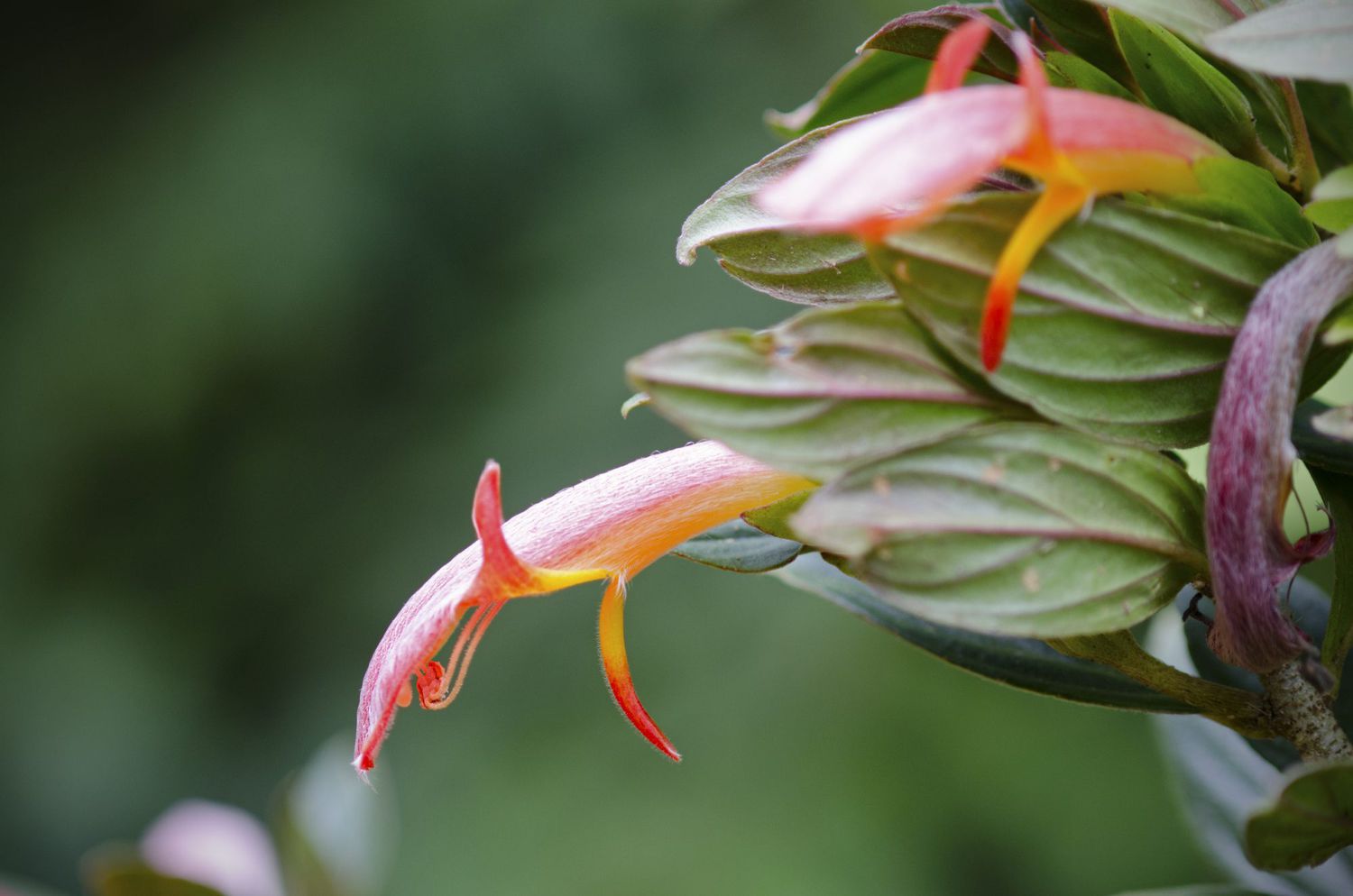 Orange flower of Columnea species Costa Rica cloud forest.