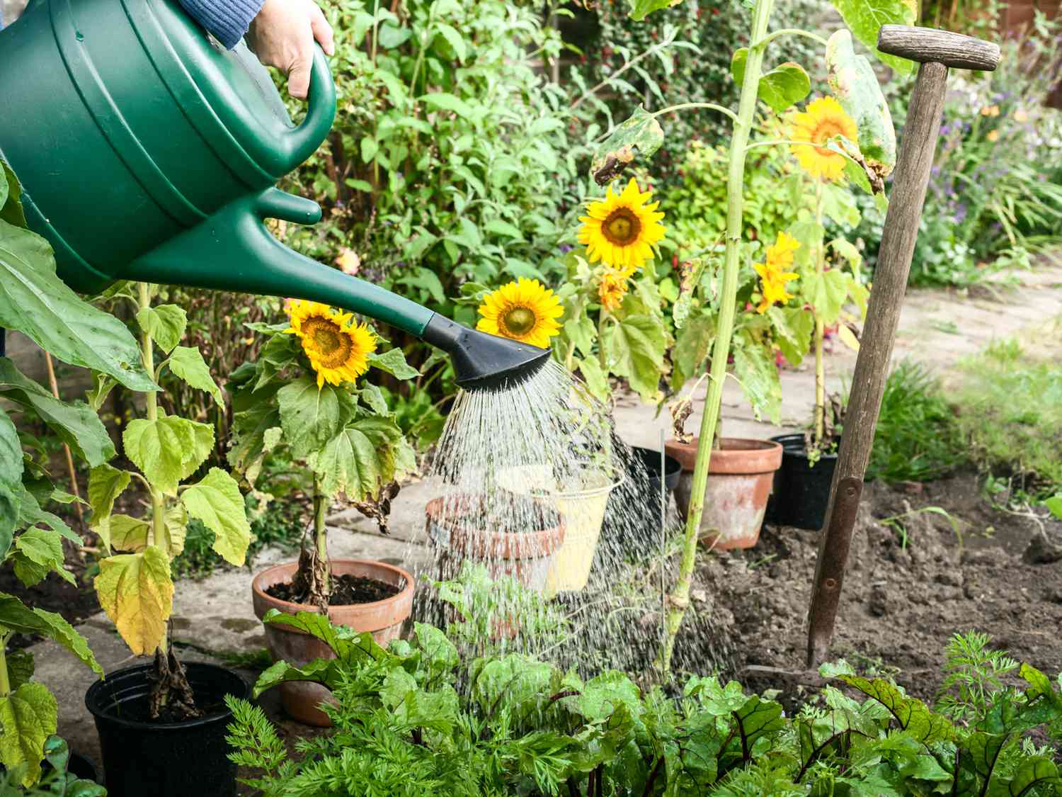 watering sunflowers in garden with green watering can