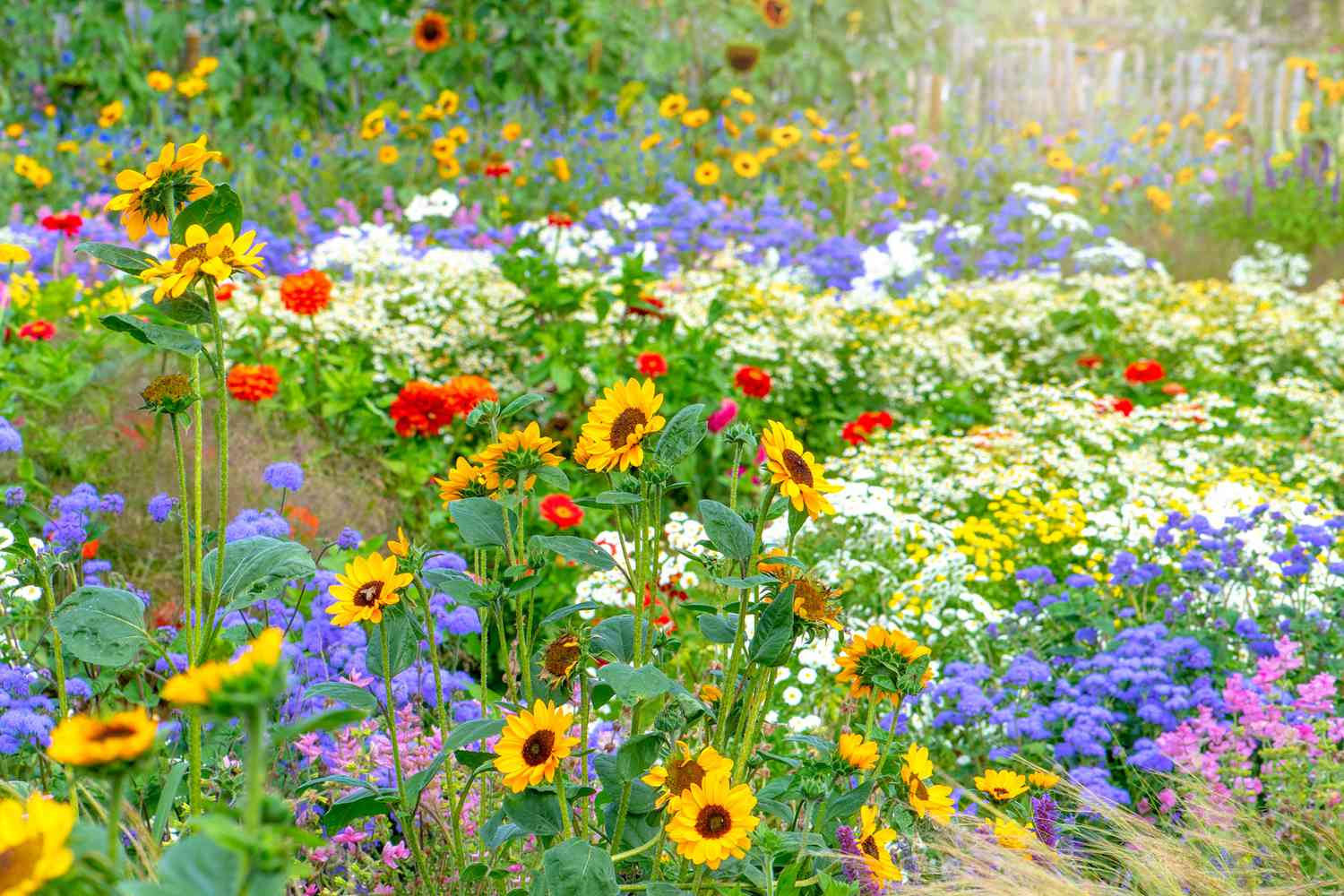 various colorful flowers large garden area