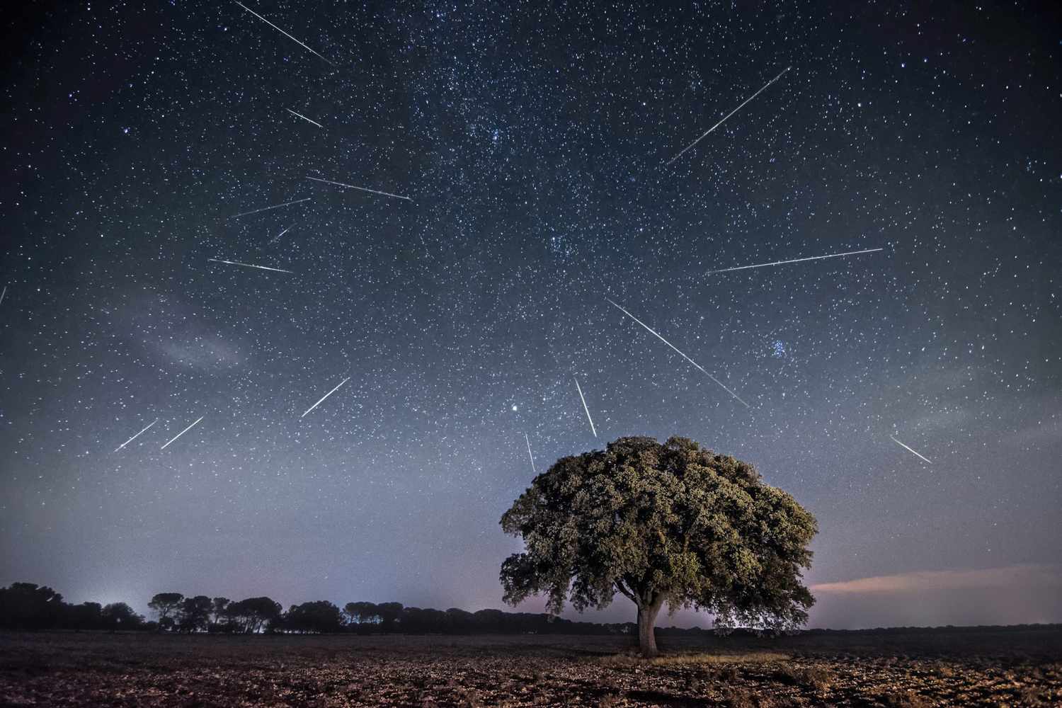 perseids meteor shower behind a tree in the night sky