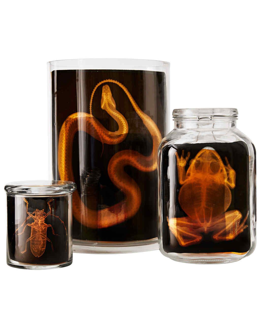 glass jars with images of animal x-rays