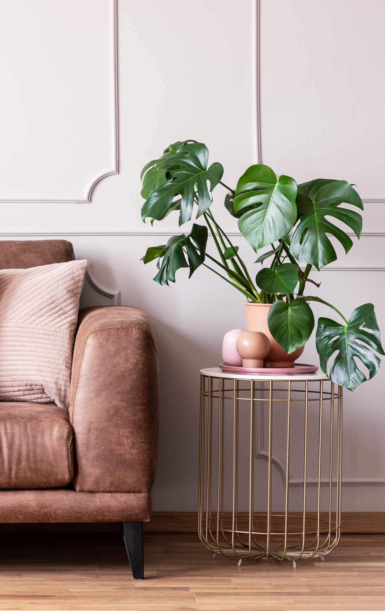 monstera plant in clay pot on stand