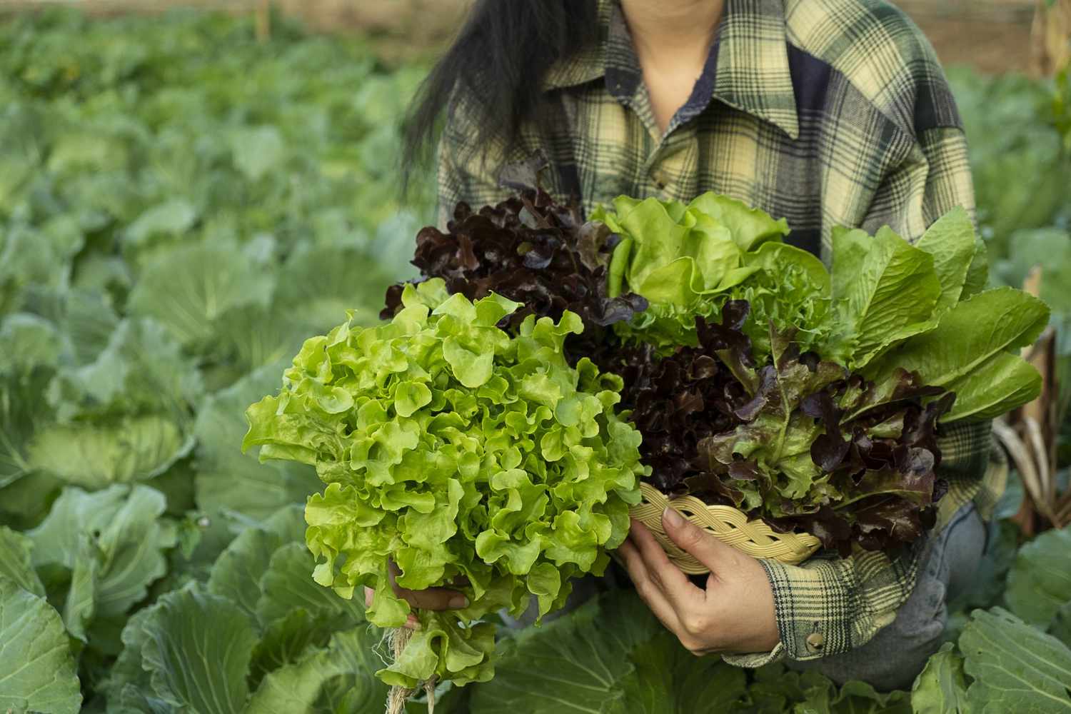 farmer holding green and purple lettuce