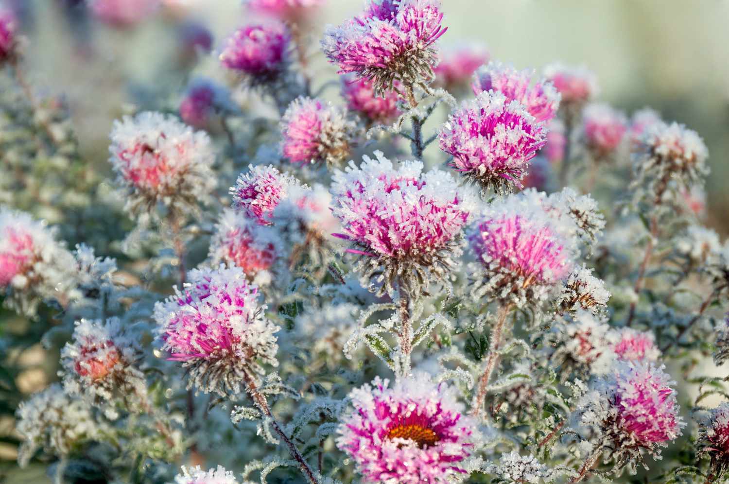 chrysanthemum flowers covered in autumn frost