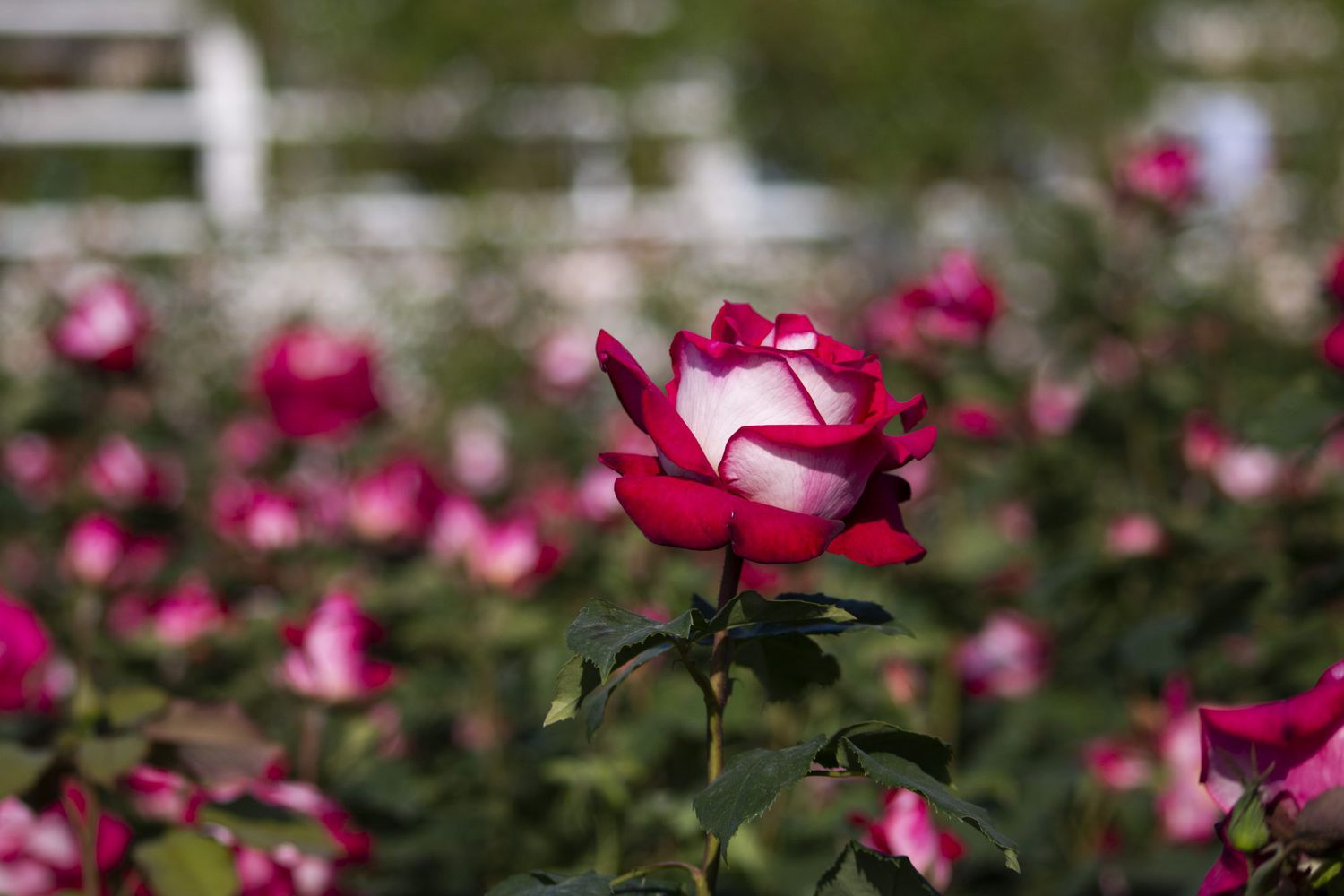 玫瑰园里有粉色和白色的玫瑰