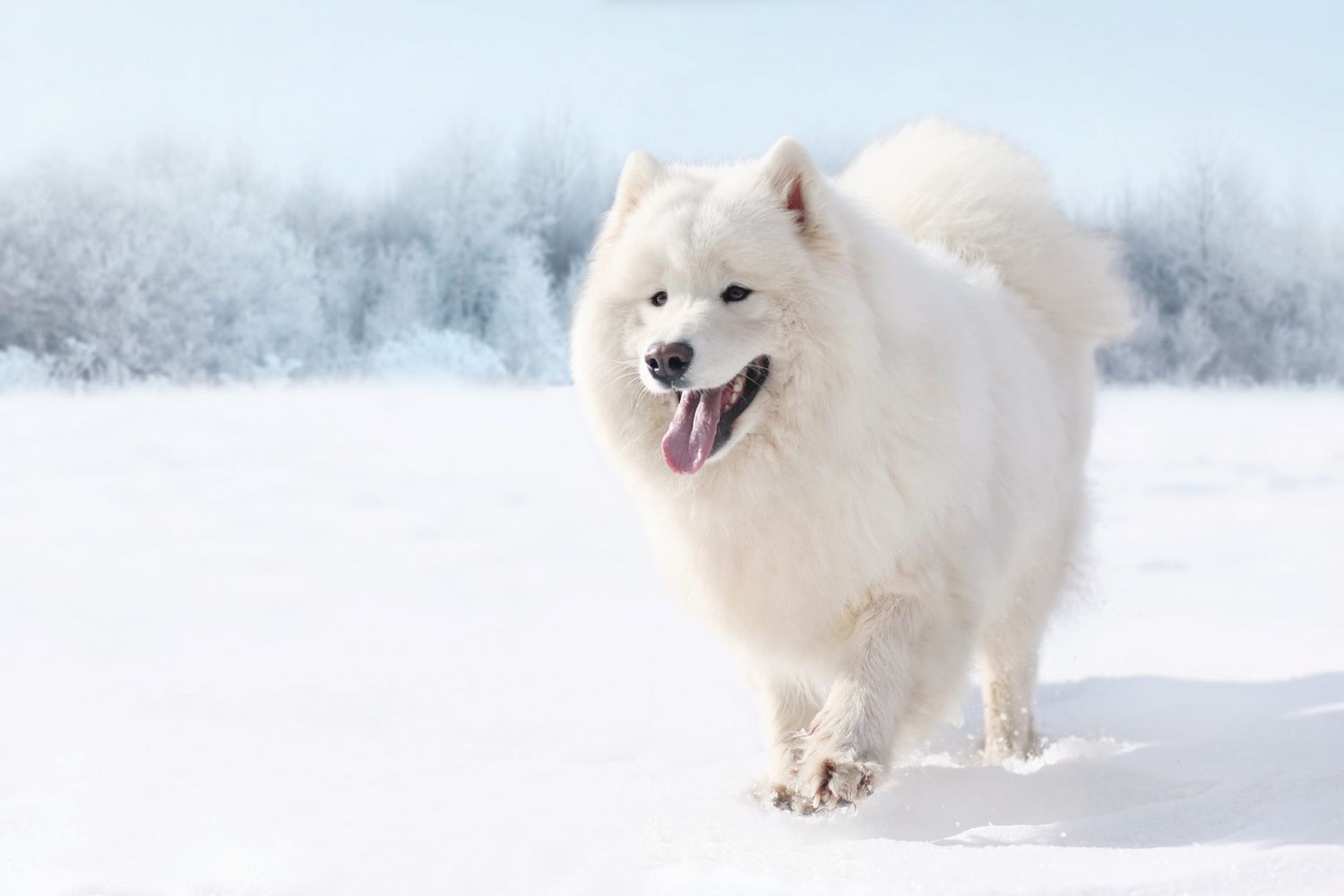 white Samoyed dog running on snow in winter day