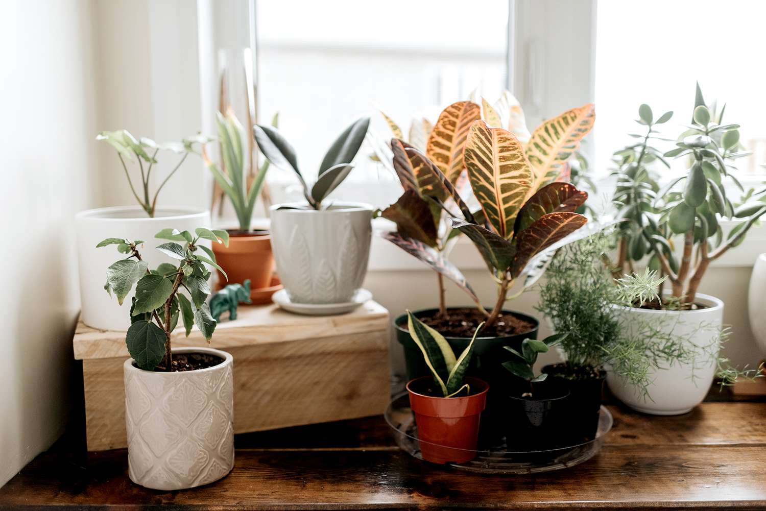 potted plants in windowsill