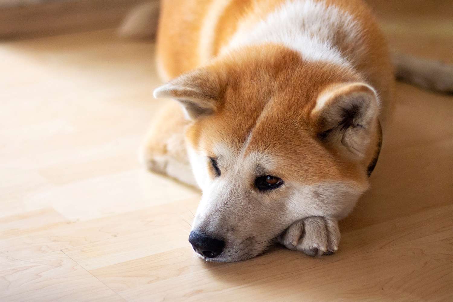 Beautiful akita inu Japanese dog laying down on wooden floor