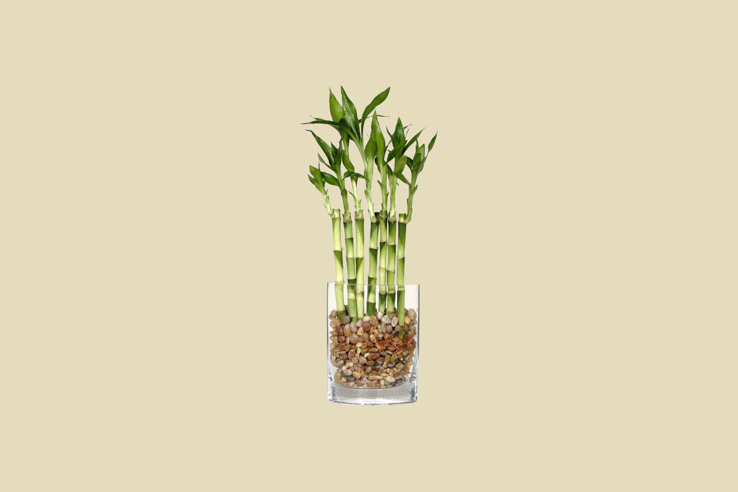 bamboo plant in clear vase filled with rocks